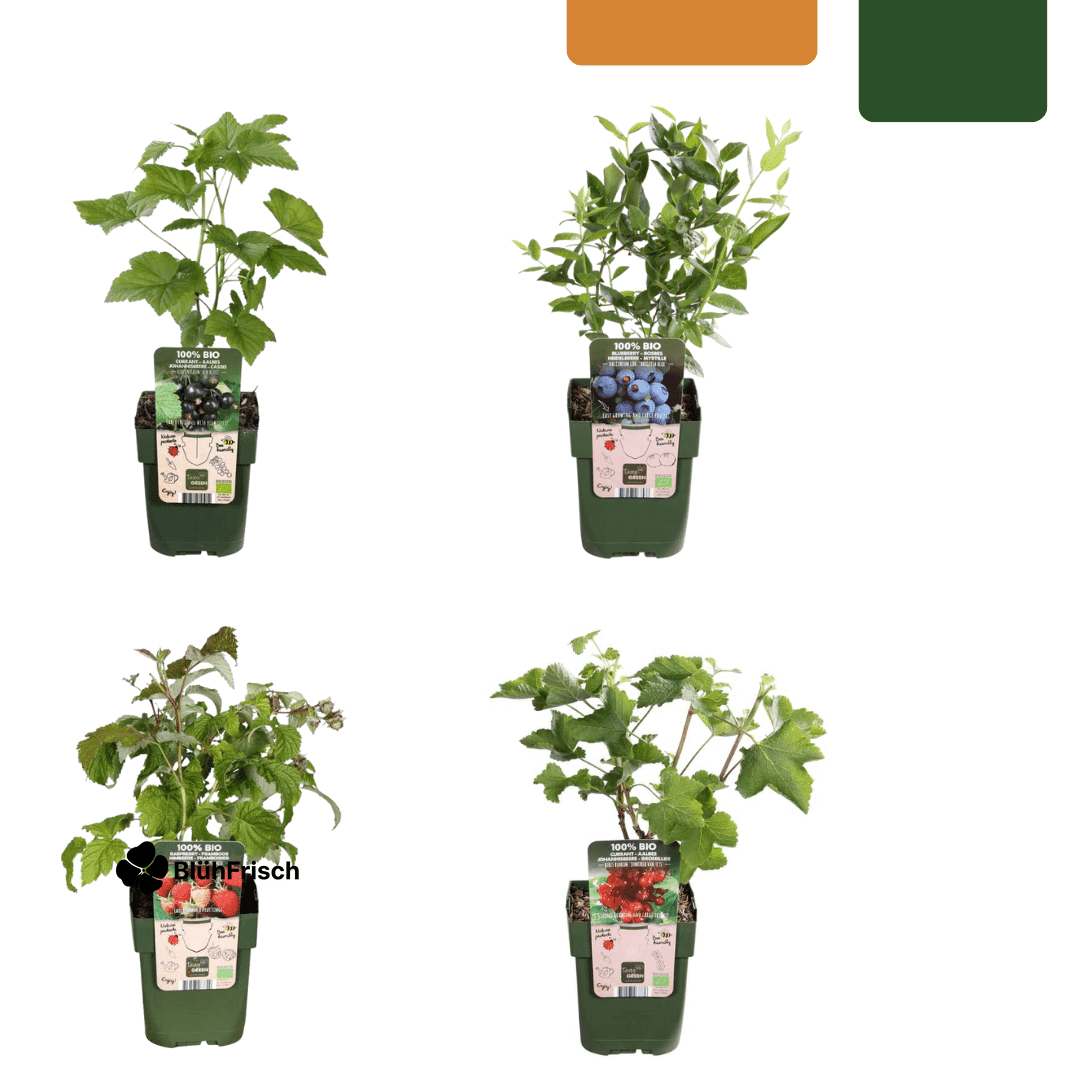 „Früchteparadies“ BIO Obstpflanzen-Mix – Set mit 4 verschiedenen Sorten