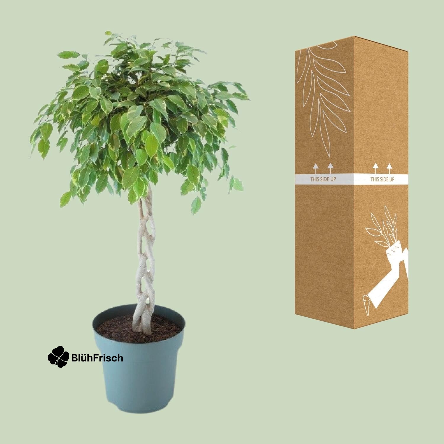 Ficus Safrana / Golden King Gevlochten - Ø27cm - ↕110cm