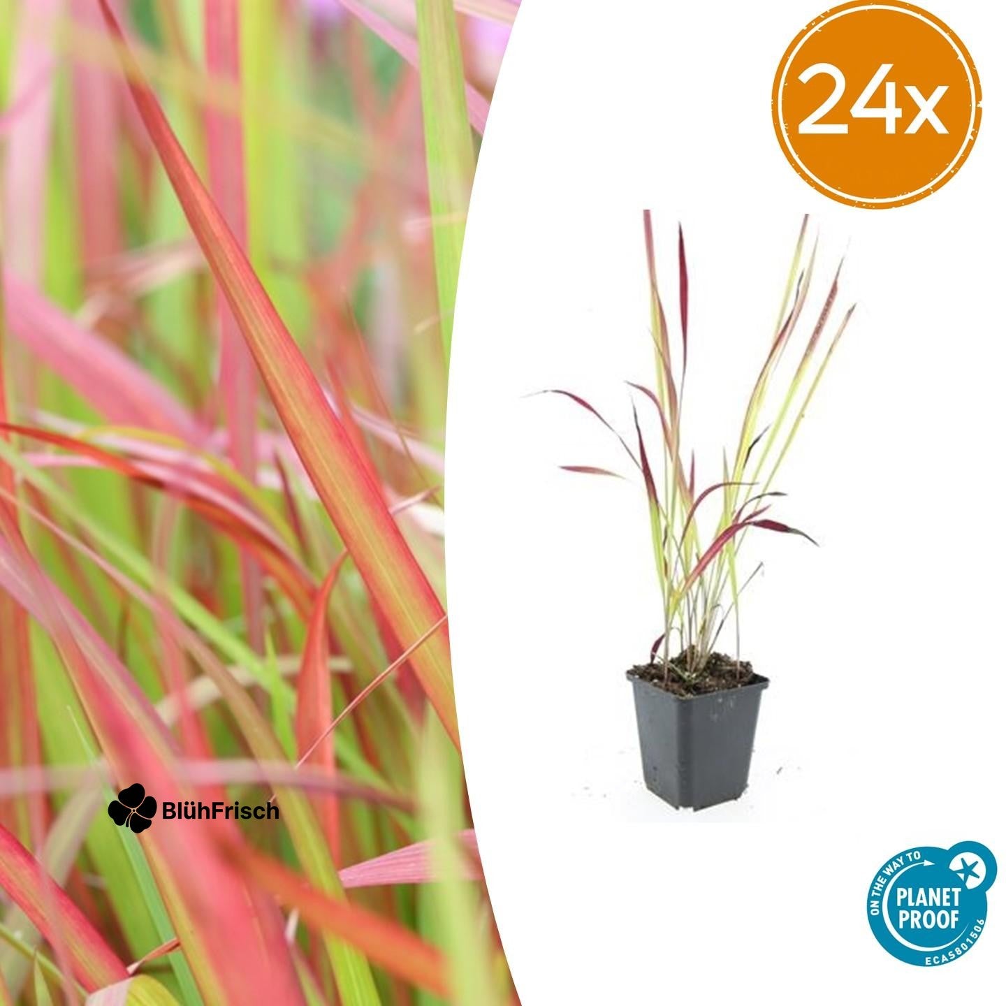 24x Imperata cylindrica 'Red Baron' - ↕10-25cm - Ø9cm
