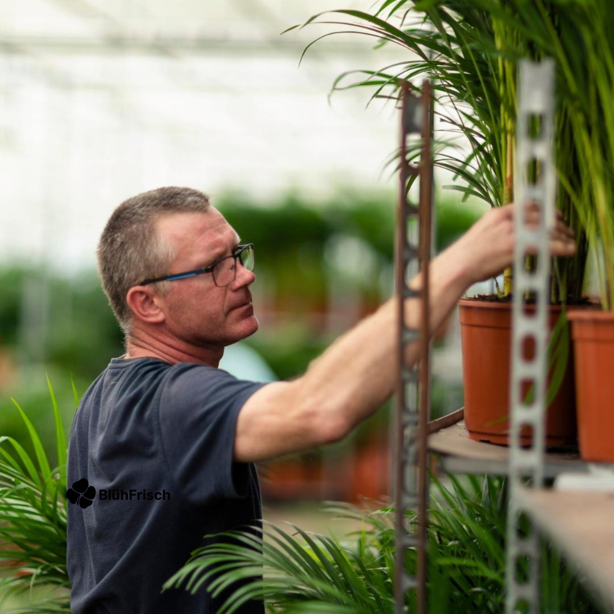 Dracaena Marginata - Ø17cm - ↕90cm
