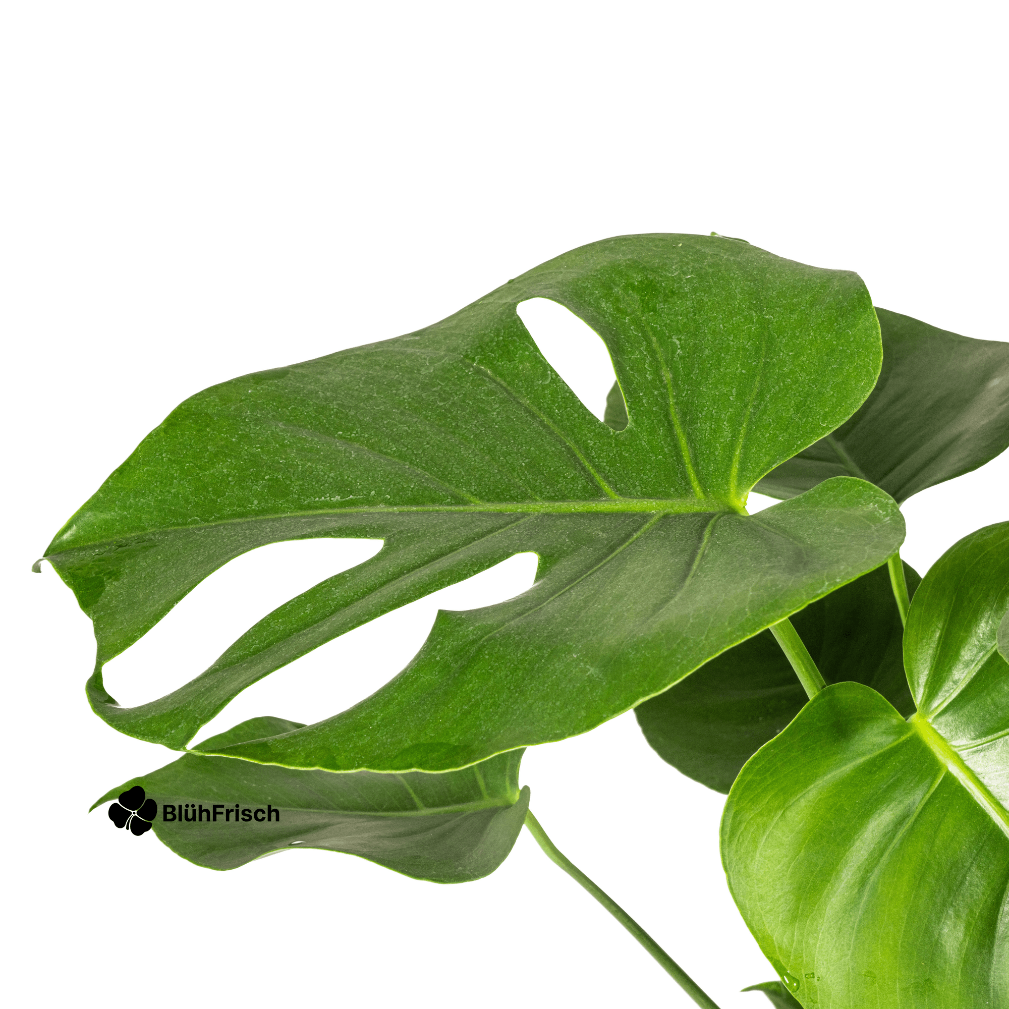 Monstera Deliciosa Tauerii Ø19cm - ↕70 - 90cm
