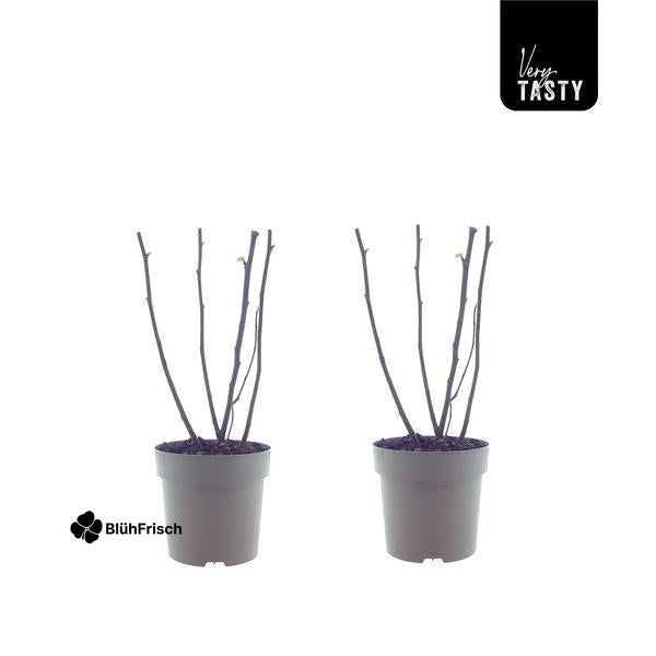 Ficus Bornholm 15017 - 2 Einheiten - Ø15cm - ↕40cm