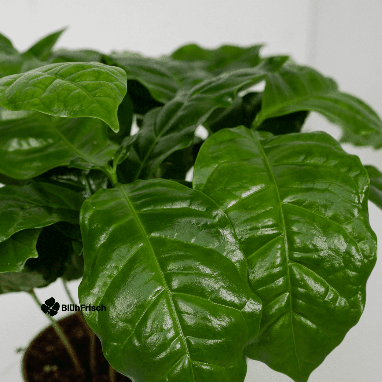 Coffea Arabica Kaffeepflanze - 2 Stücke - Ø12cm - ↕25cm