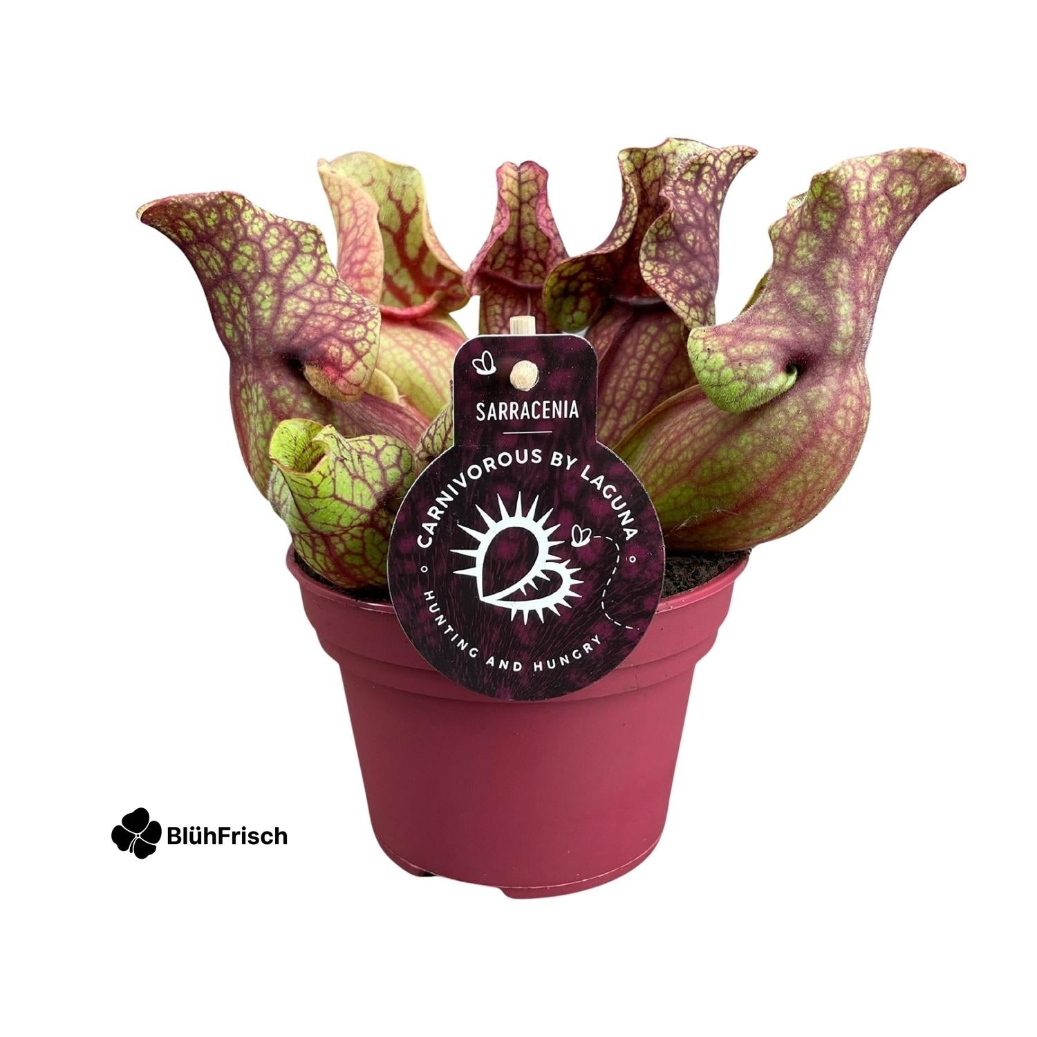 Sarracenia Venosa - Ø12cm - ↕20cm