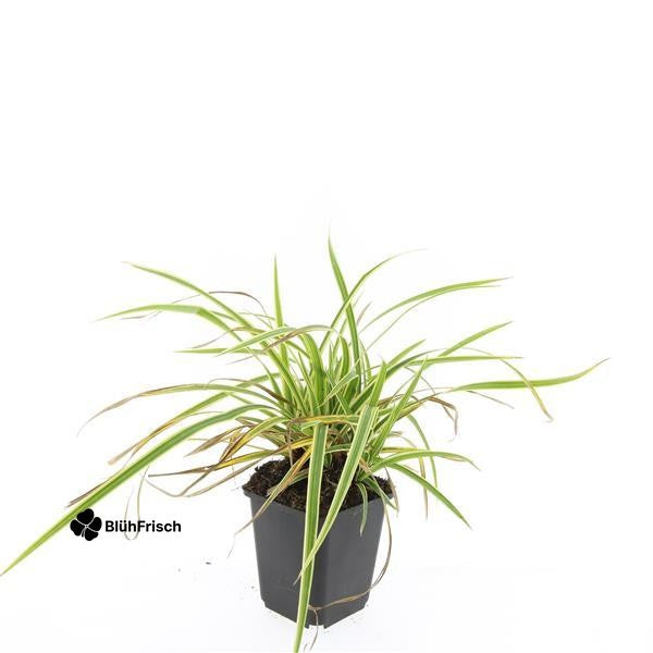 48x Carex morrowii 'Aureovariegata' - ↕10-25cm - Ø9cm