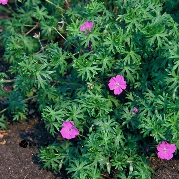 24x Geranium 'Tiny Monster' - ↕10-25cm - Ø9cm