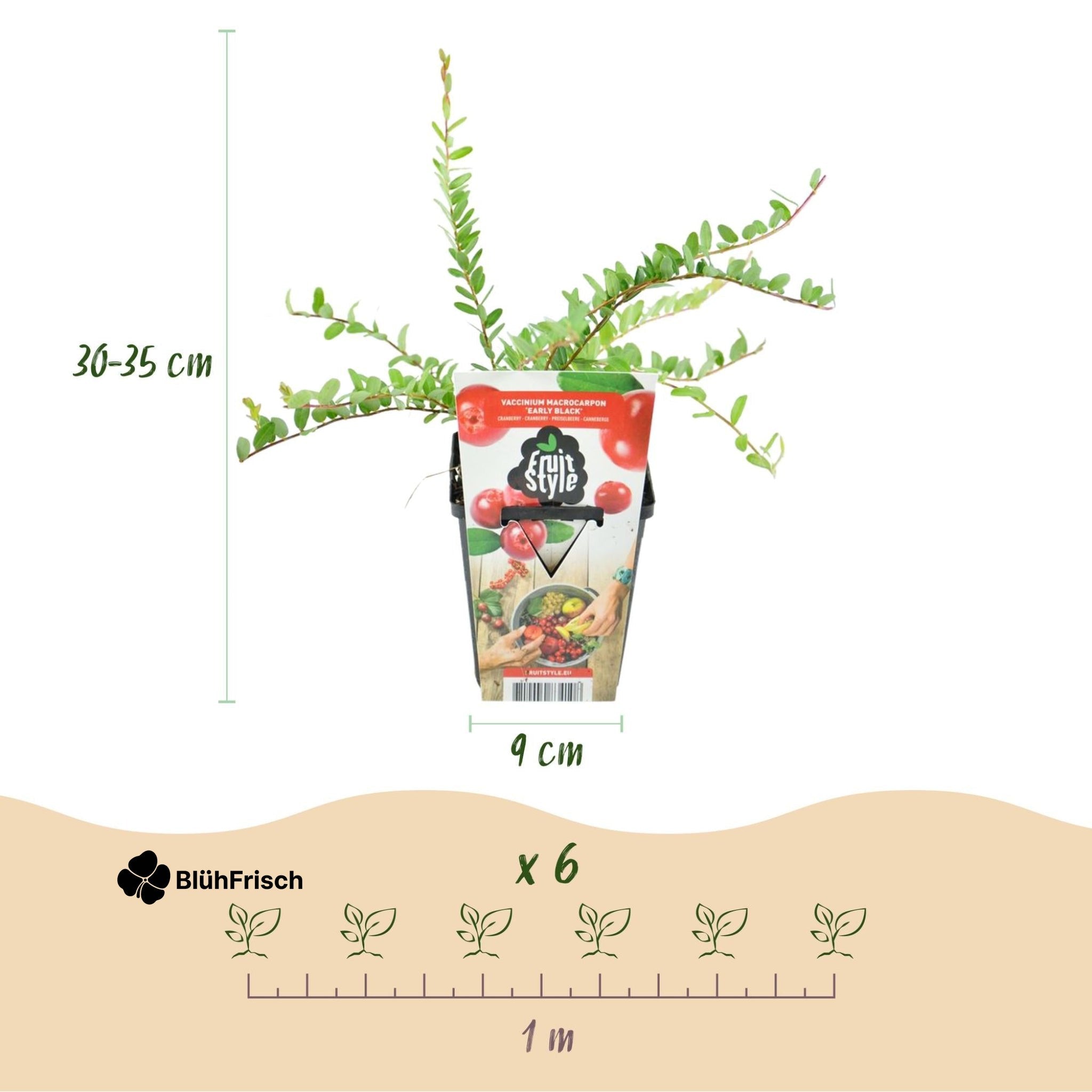 GreenboutiQ - Obstpflanzen - Blaubeere - Vaccinium macrophylla Early Black - Winterhart - 3 Pflanzen - Topf 9 cm - Dunkelrote Beere