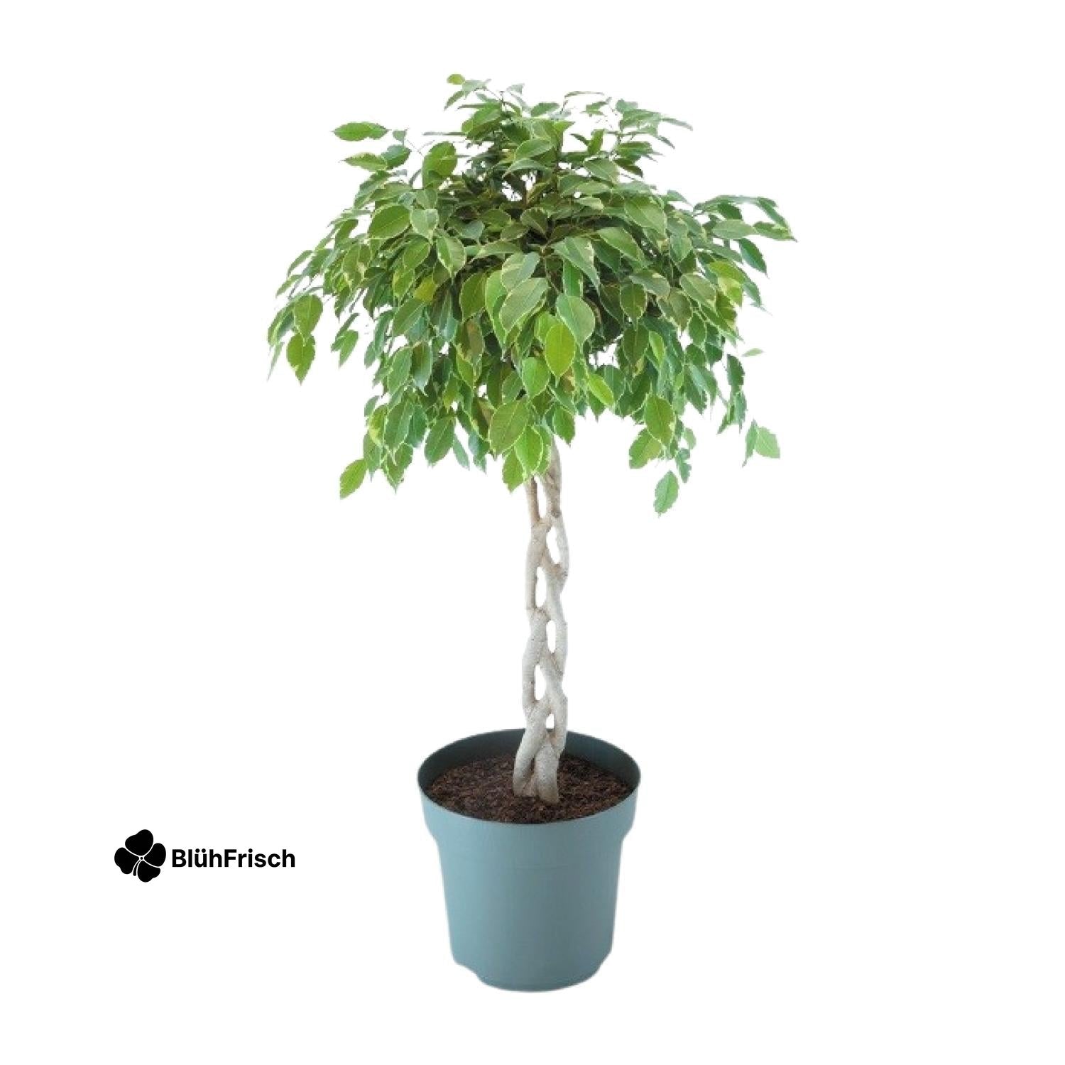 Ficus Safrana / Golden King Gevlochten - Ø27cm - ↕110cm