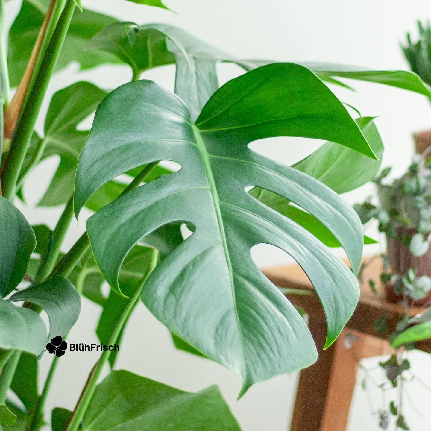 Monstera Deliciosa XL mit Torun-Korb – 120 cm – Ø24