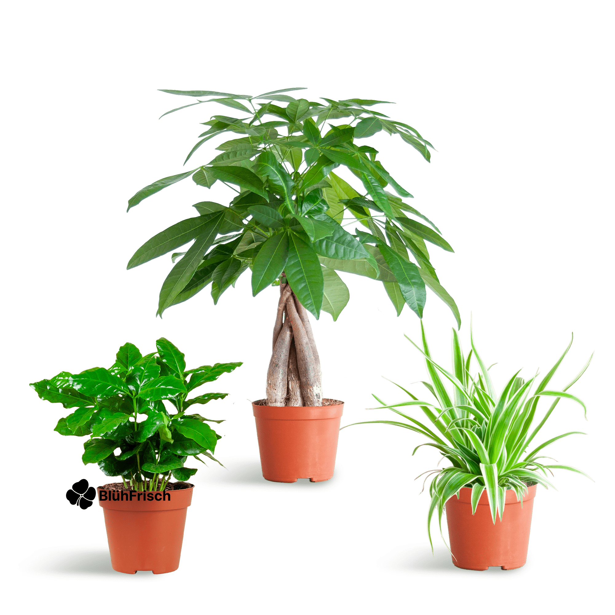 Tierfreundliche Plant Box - klein - ohne Dekotopf - Ø12