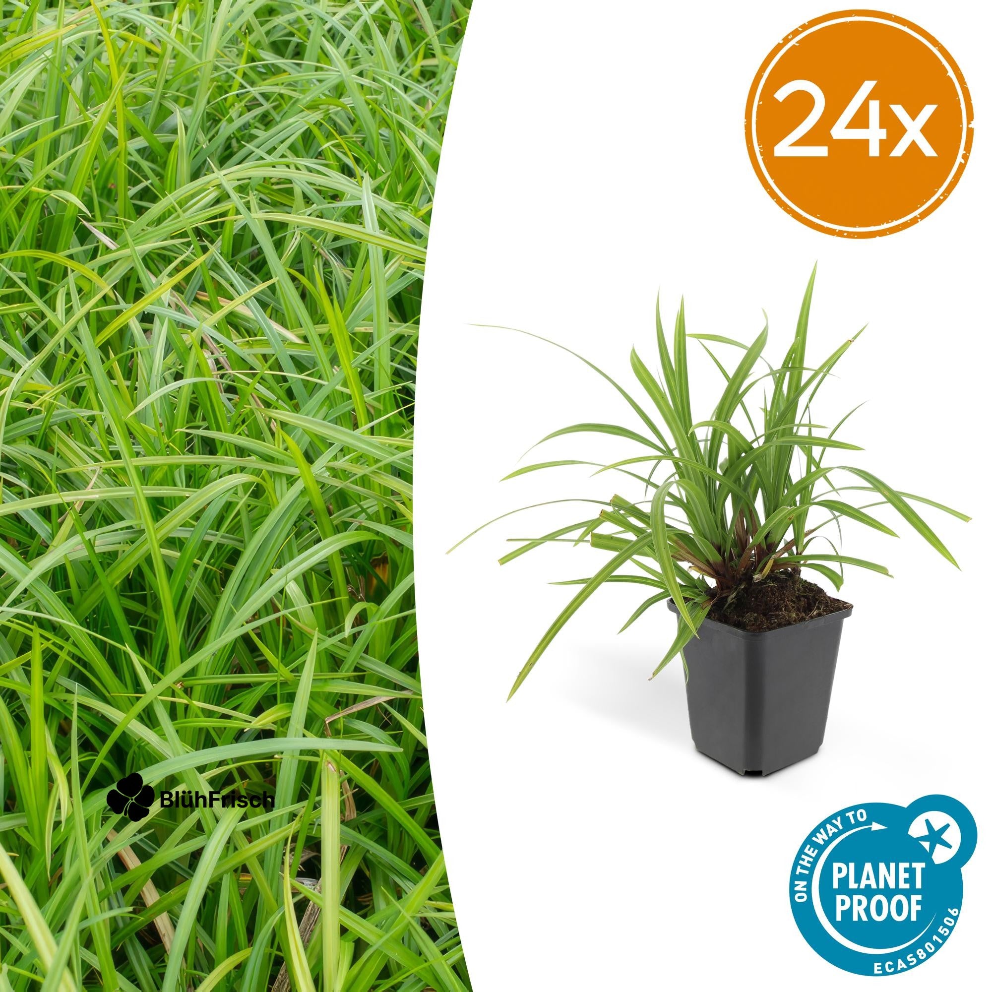 24x Carex morrowii 'Irish Green' - ↕10-25cm - Ø9cm
