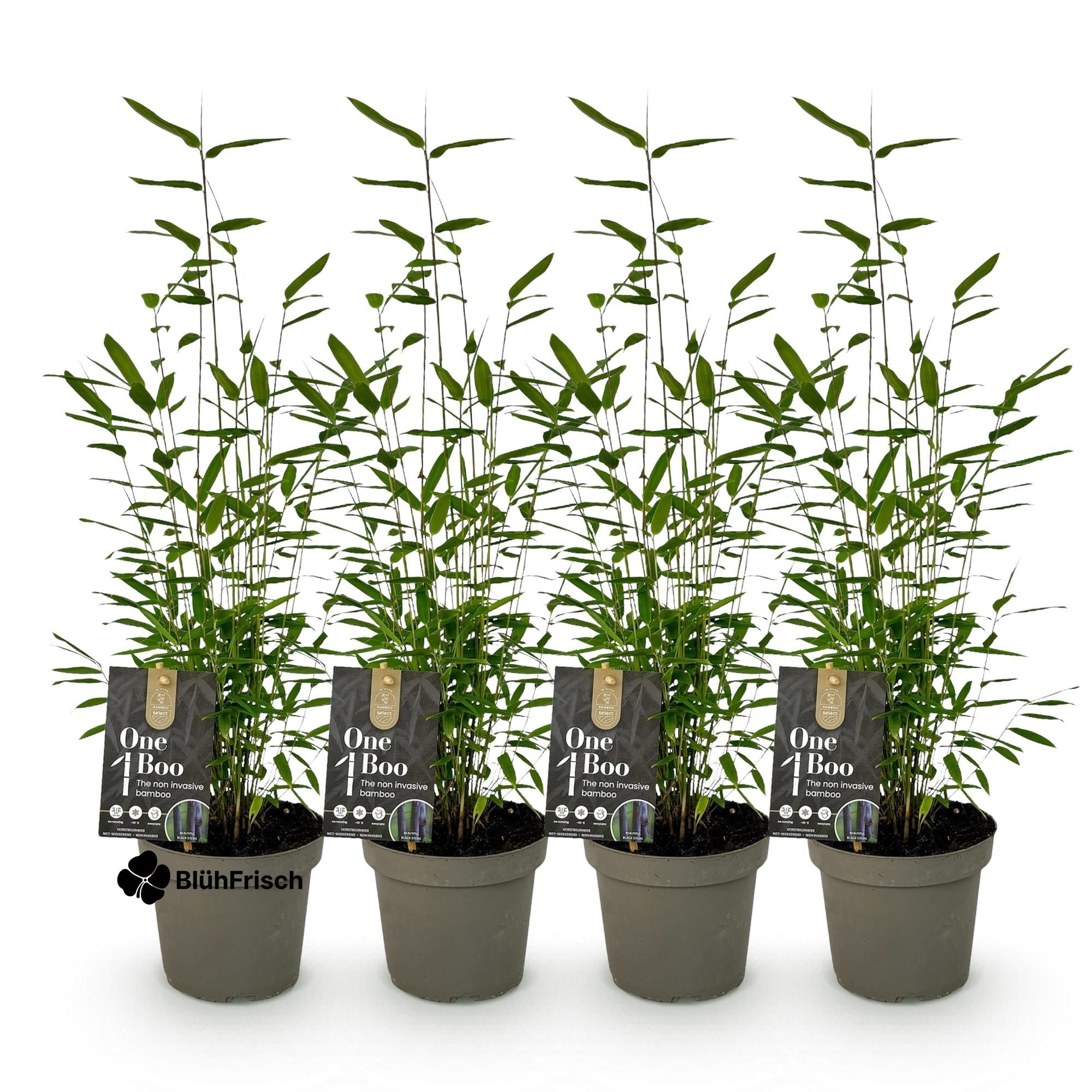 GreenboutiQ - Bambus - Fargesia Black Dragon - Grün - 4 Pflanzen - Immergrün - Wuchernicht - Topf 14cm Höhe 35cm