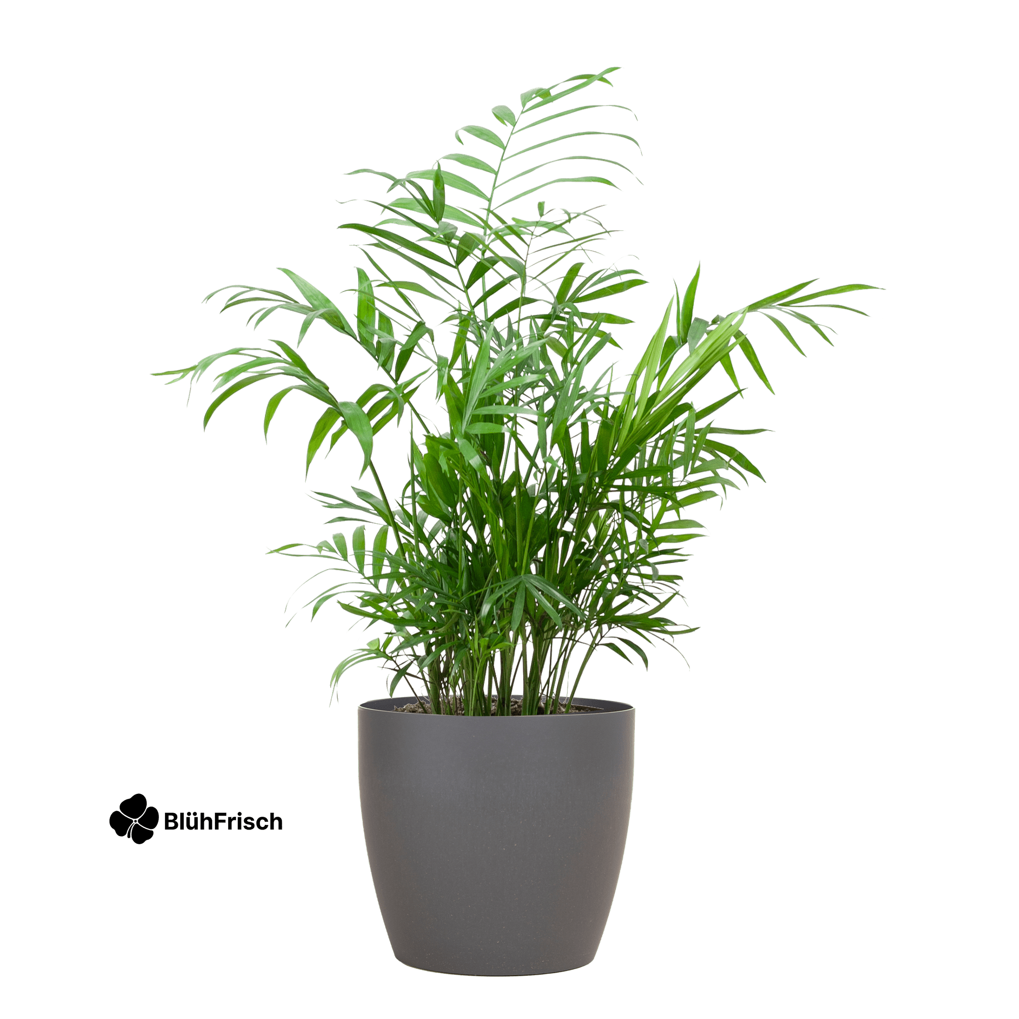 Chamadorea Elegans mit Viber Grau - 55cm - Ø17