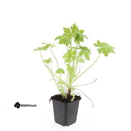 24x Geranium macrorrhizum - ↕10-25cm - Ø9cm