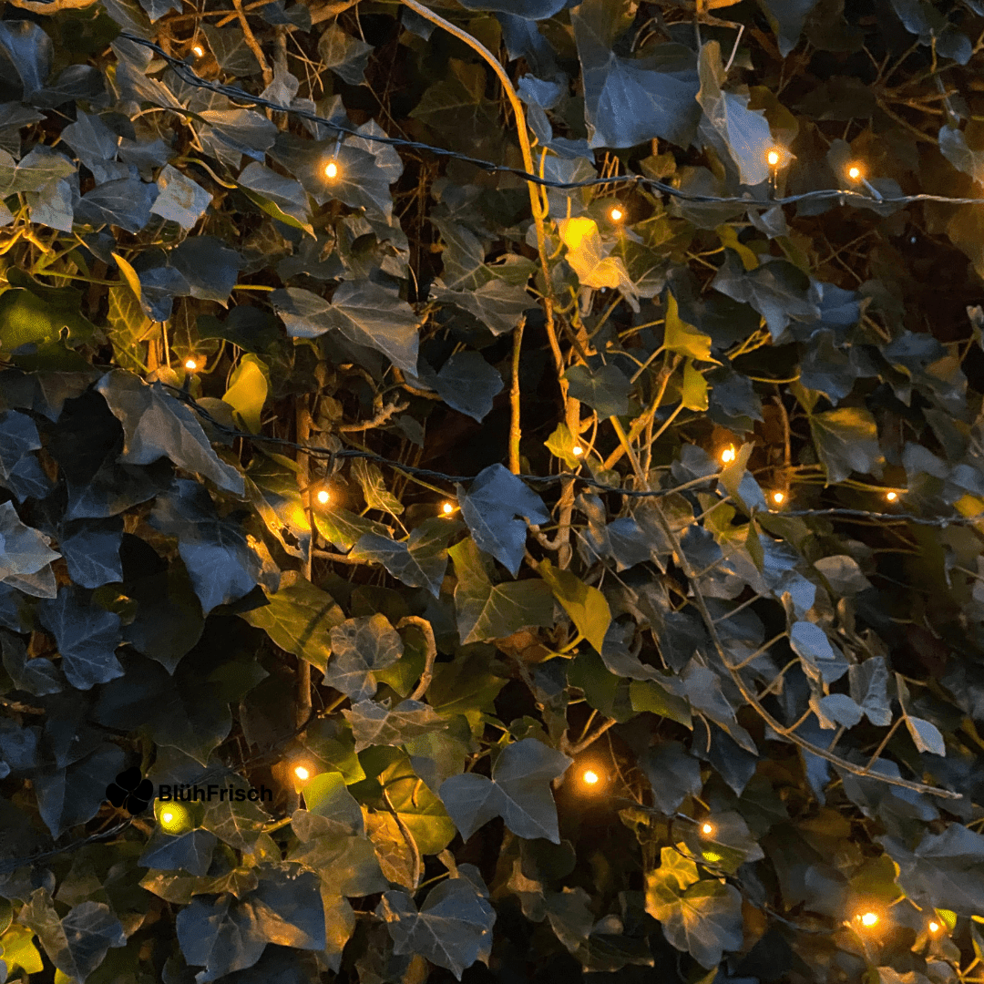 Hedera Hibernica - Efeu - Fertighecke - ↨180 cm