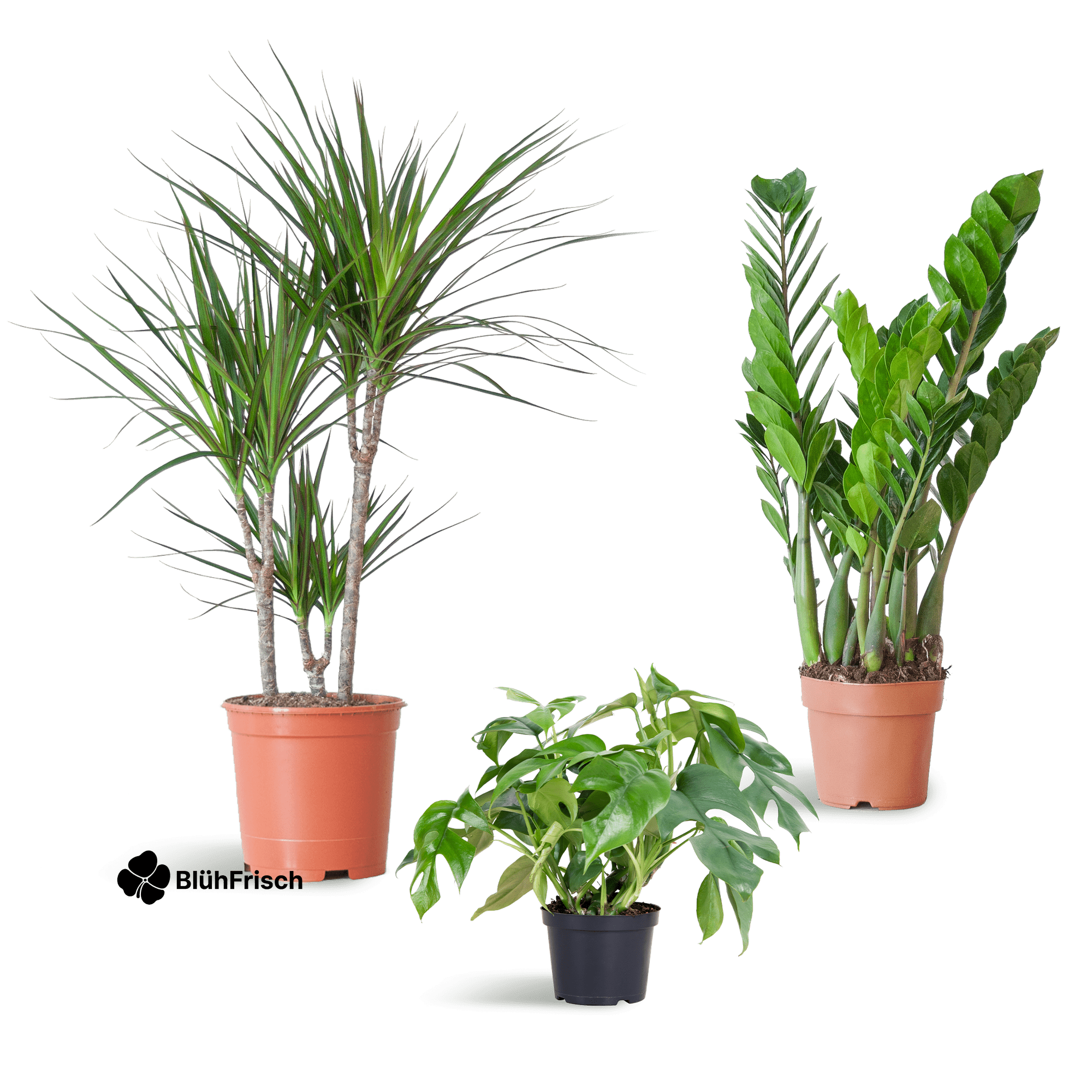 Shade Plant Box - medium - ohne Dekotopf