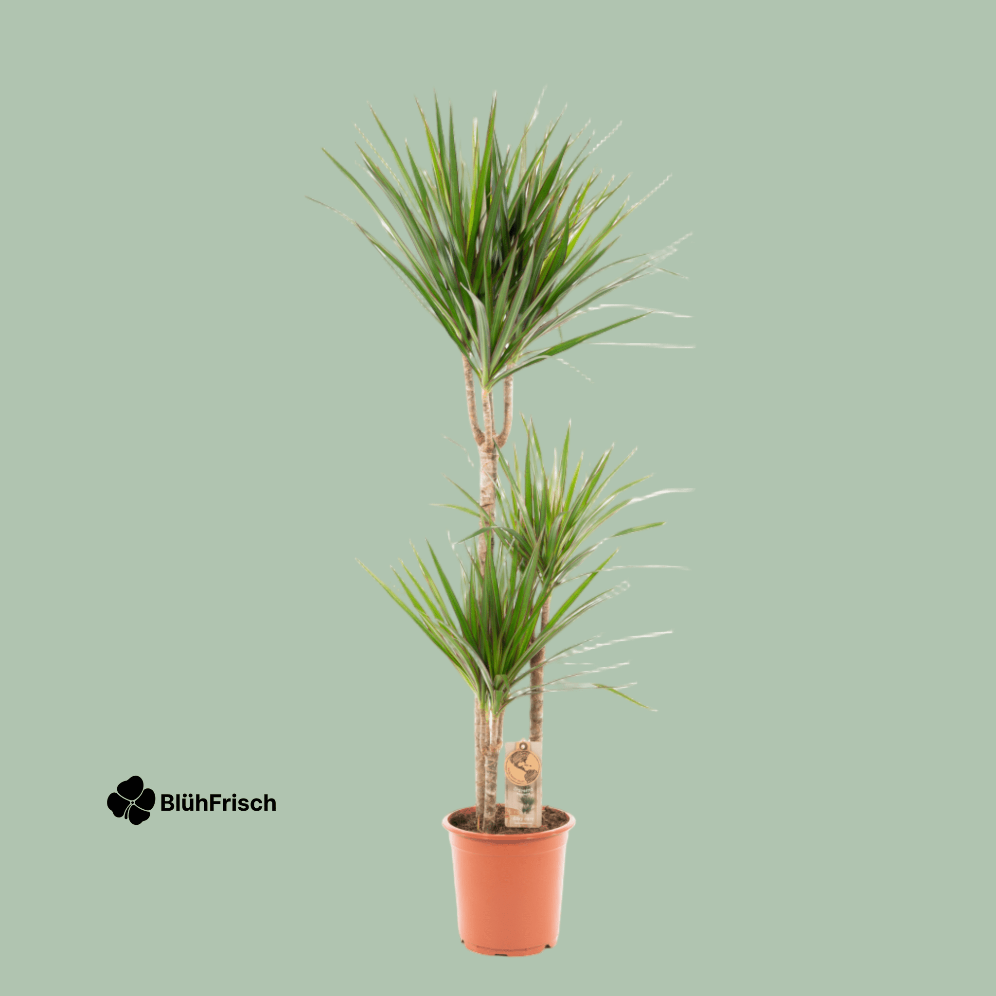 Dracaena Marginata - Ø21cm - ↕120cm