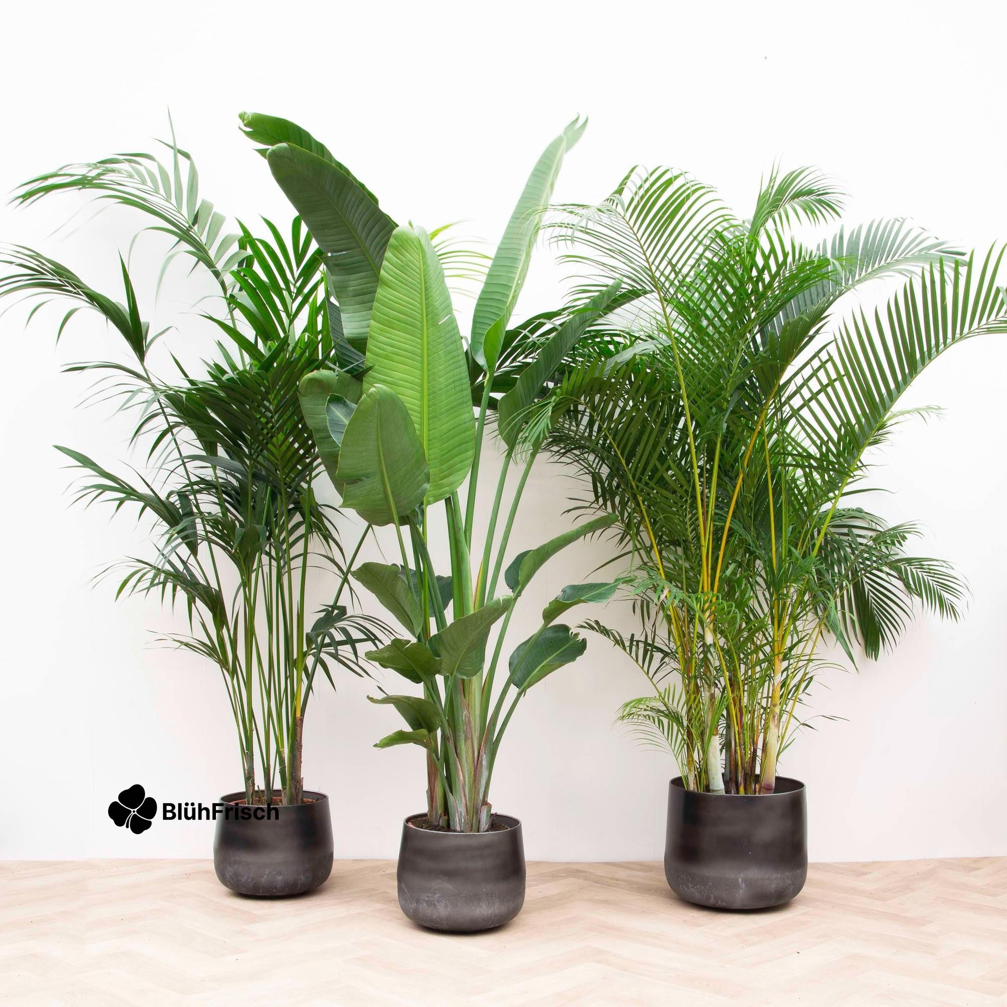 Vorteilspaket XXL - Kentia 200 cm, Strelitzia Nicolai 225 cm, Areca 200 cm
