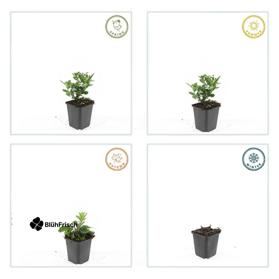 24x Aster ageratoides 'Stardust' - ↕10-25cm - Ø9cm