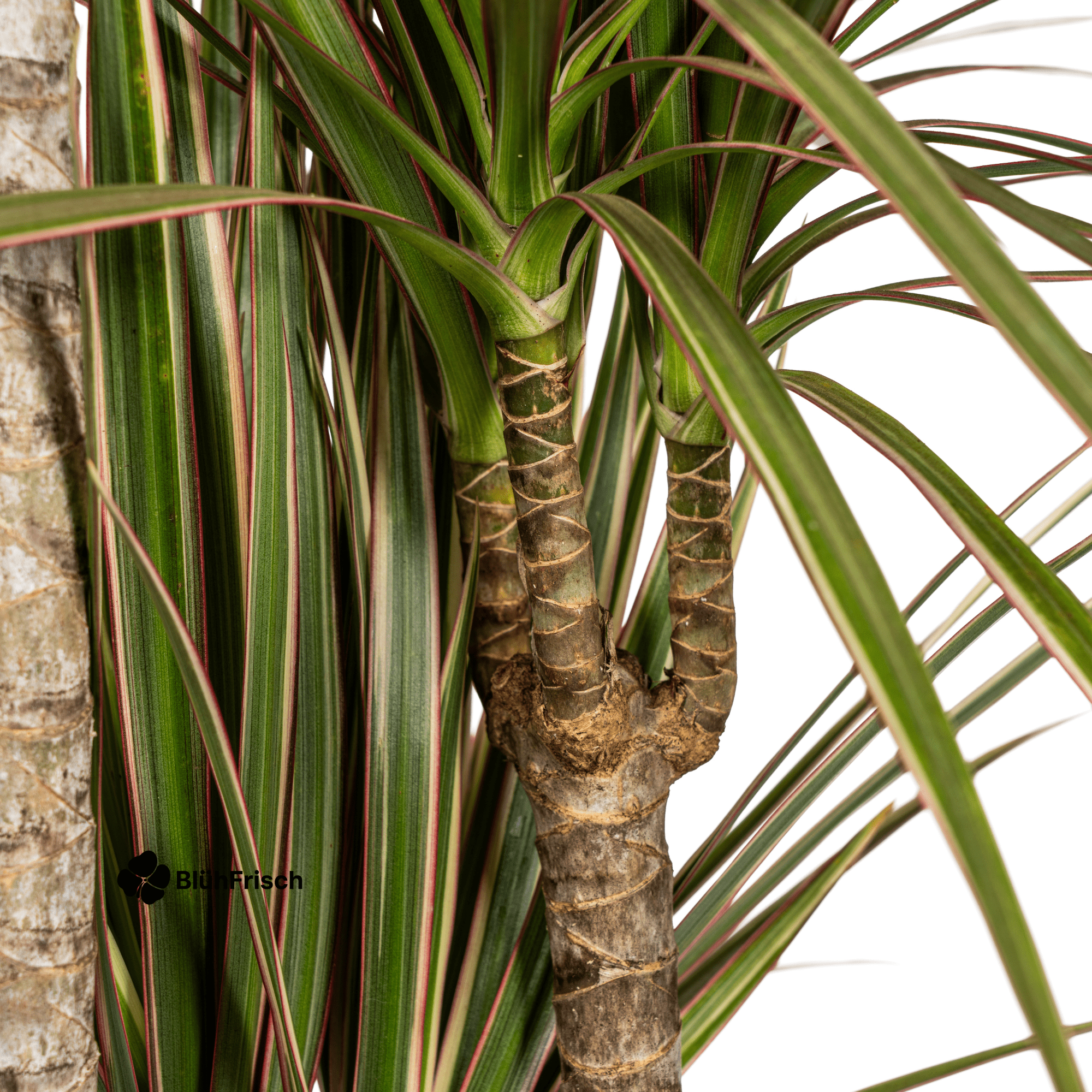 Dracaena Marginata Bicolor mit Korb 110 - 130cm