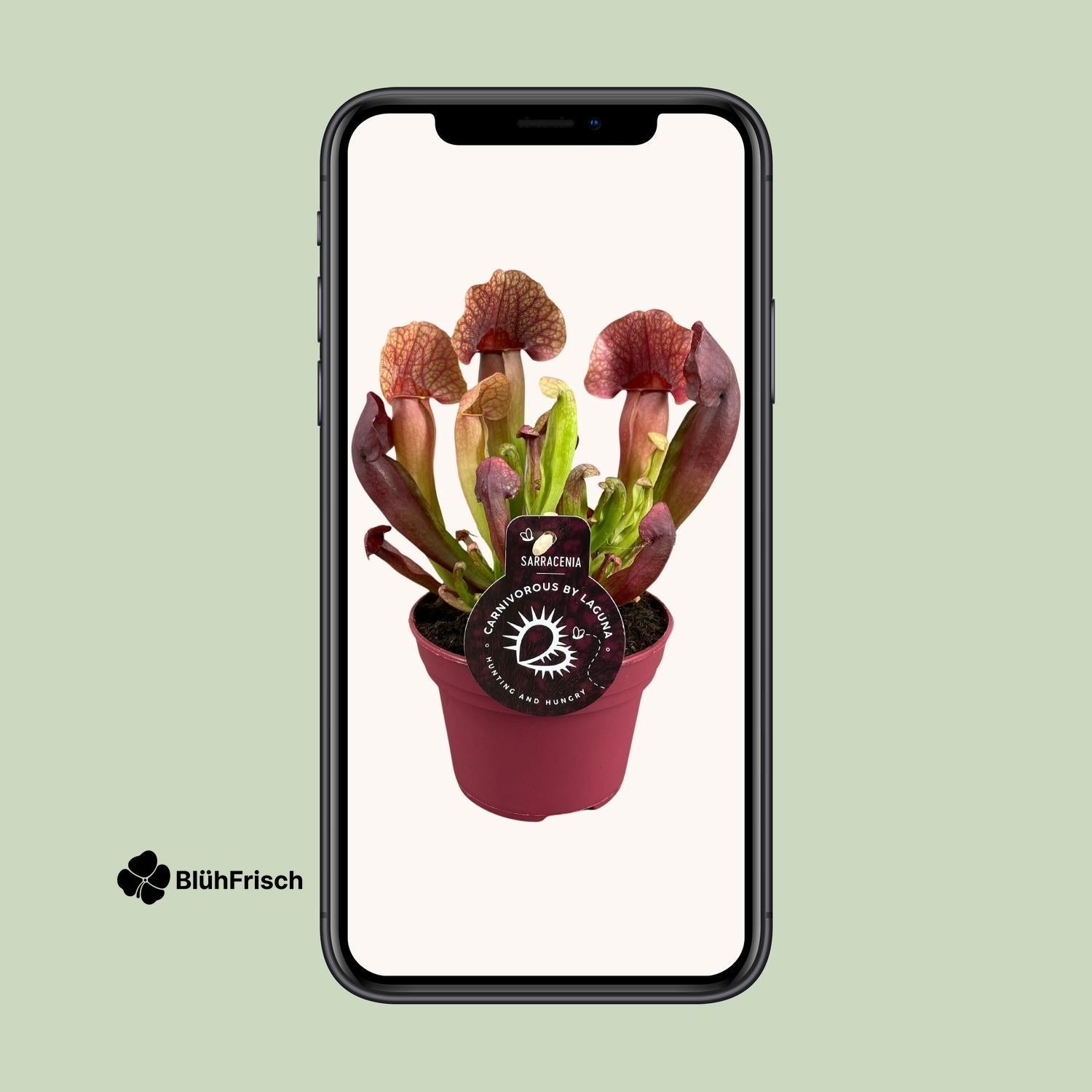 Sarracenia Catesbaei - Ø12cm - ↕23cm