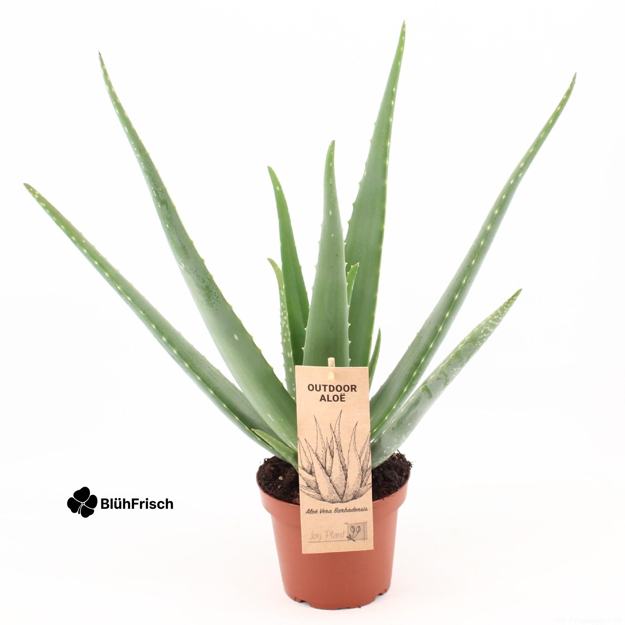 Aloe Vera P14 - Ø14cm - ↕45cm