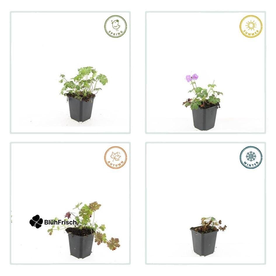 24x Geranium cant. 'Cambridge' - ↕10-25cm - Ø9cm