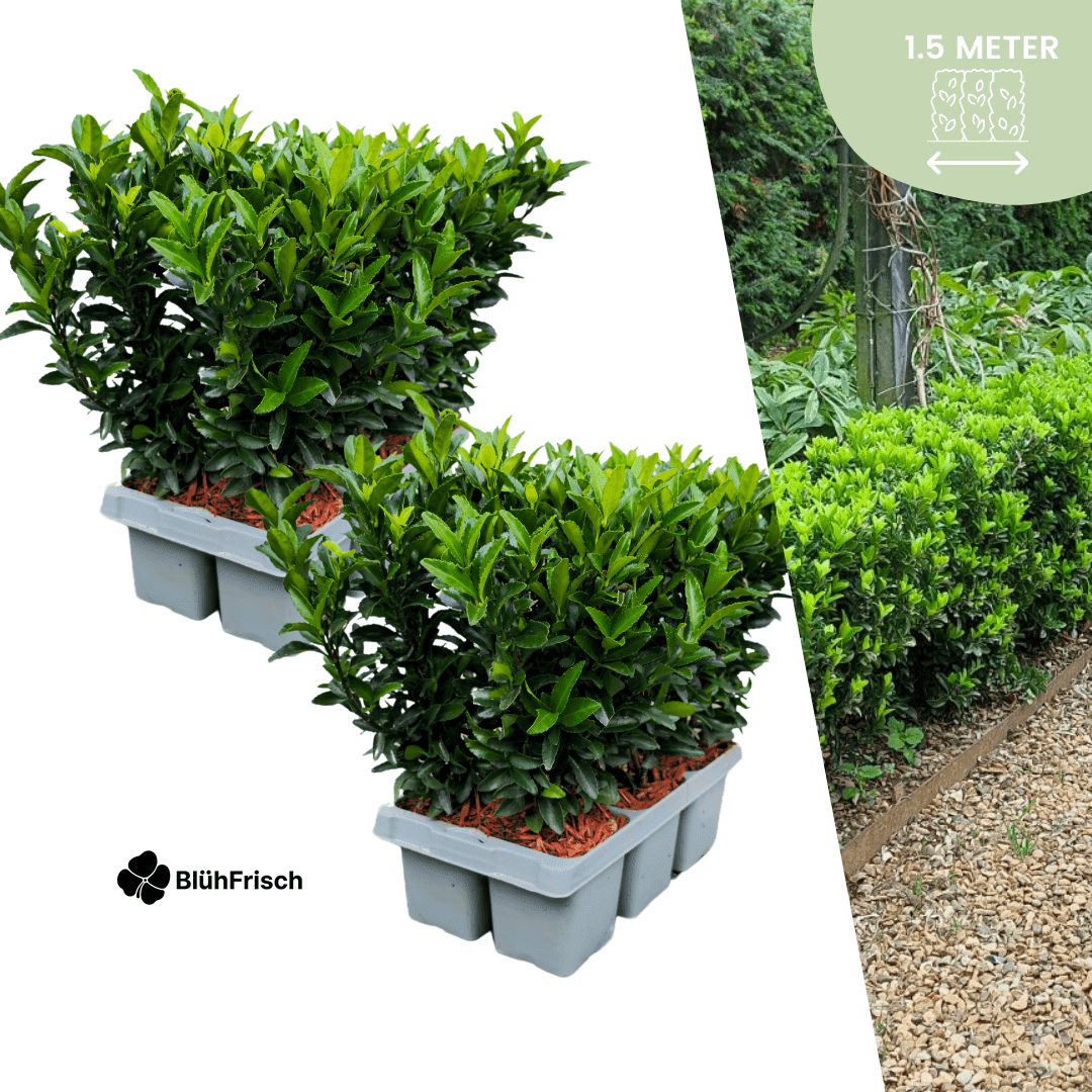 12 Euonymus 'Green Spire' - 12 x Ø 7 cm - ↨ 15 cm