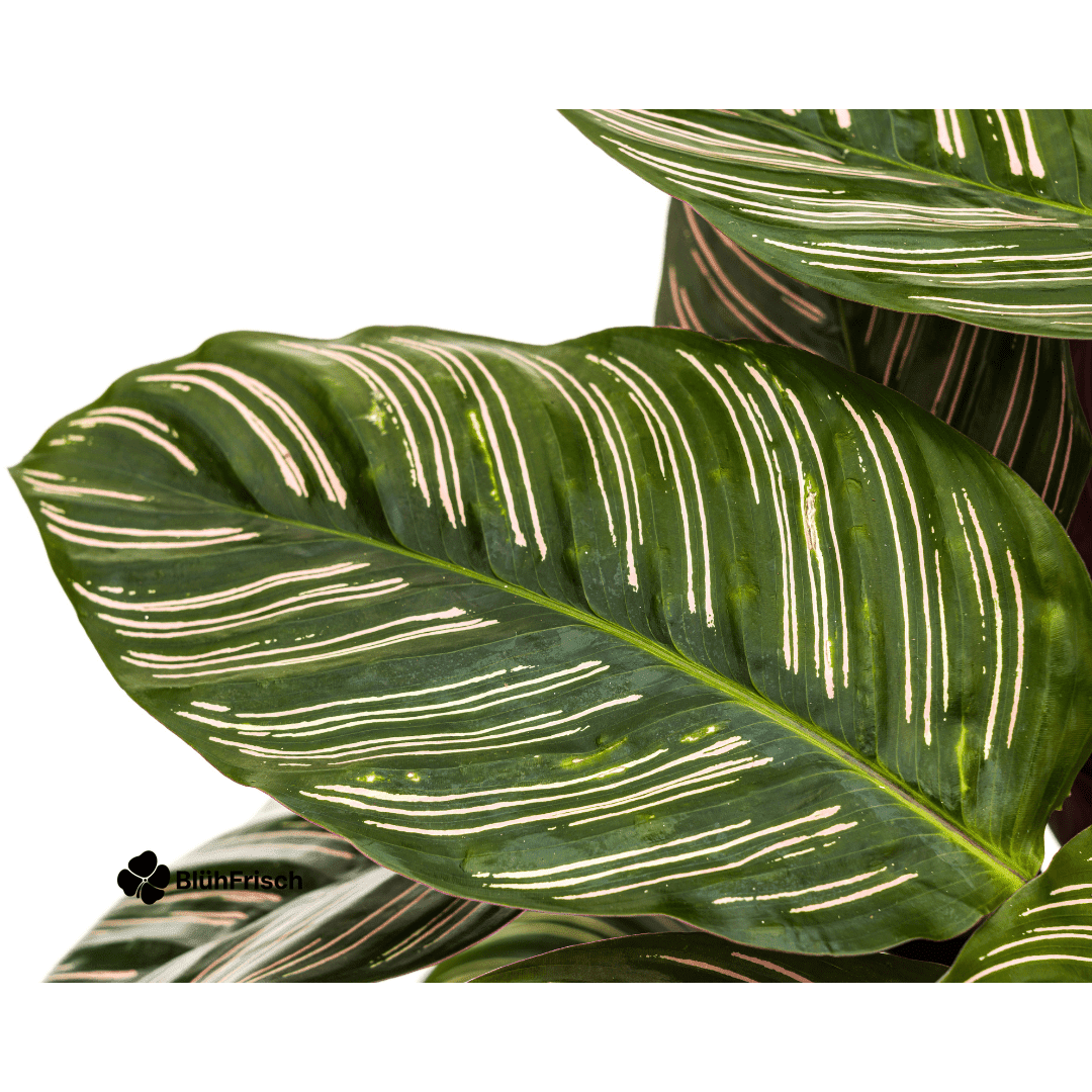 Calathea Ornata Sanderiana Ø27cm - ↕60 - 80cm