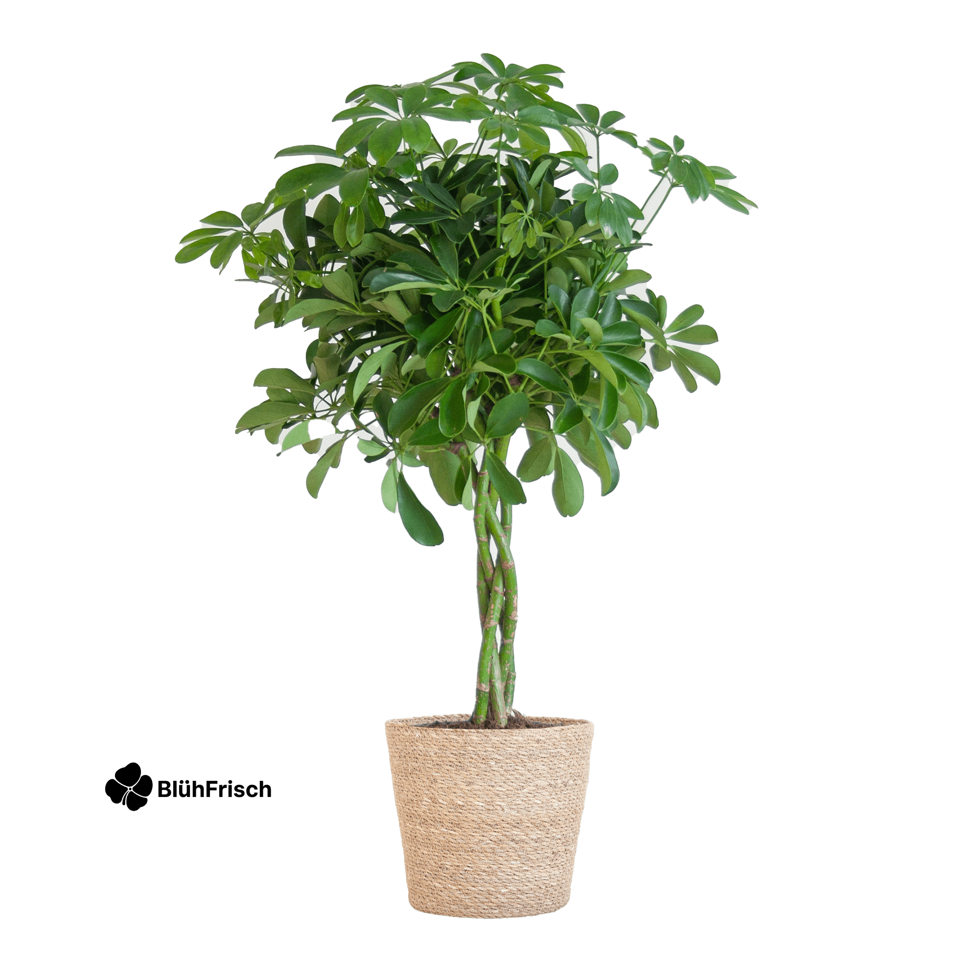 Schefflera Arab Nora mit Korb Sofia natur - 70cm - Ø21