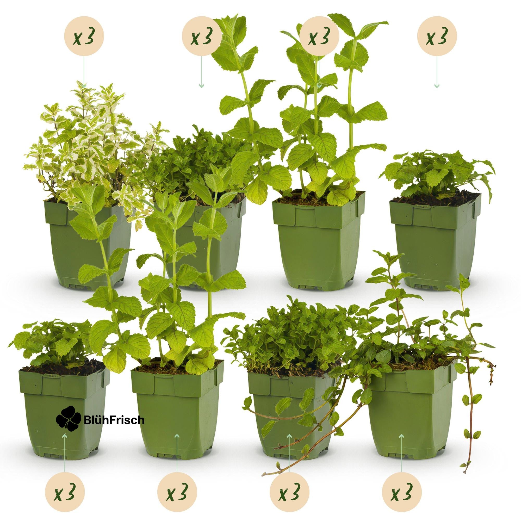 GreenboutiQ - Kräuter pakket - Kräutertee - 24 Stauden - Für 3 m2 - Verschiedene Farben - Wenig Pflege - Topf 11cm