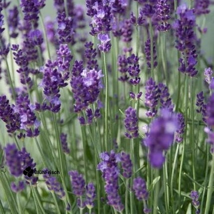 24x Lavandula ang. 'Dwarf Blue' - ↕10-25cm - Ø9cm