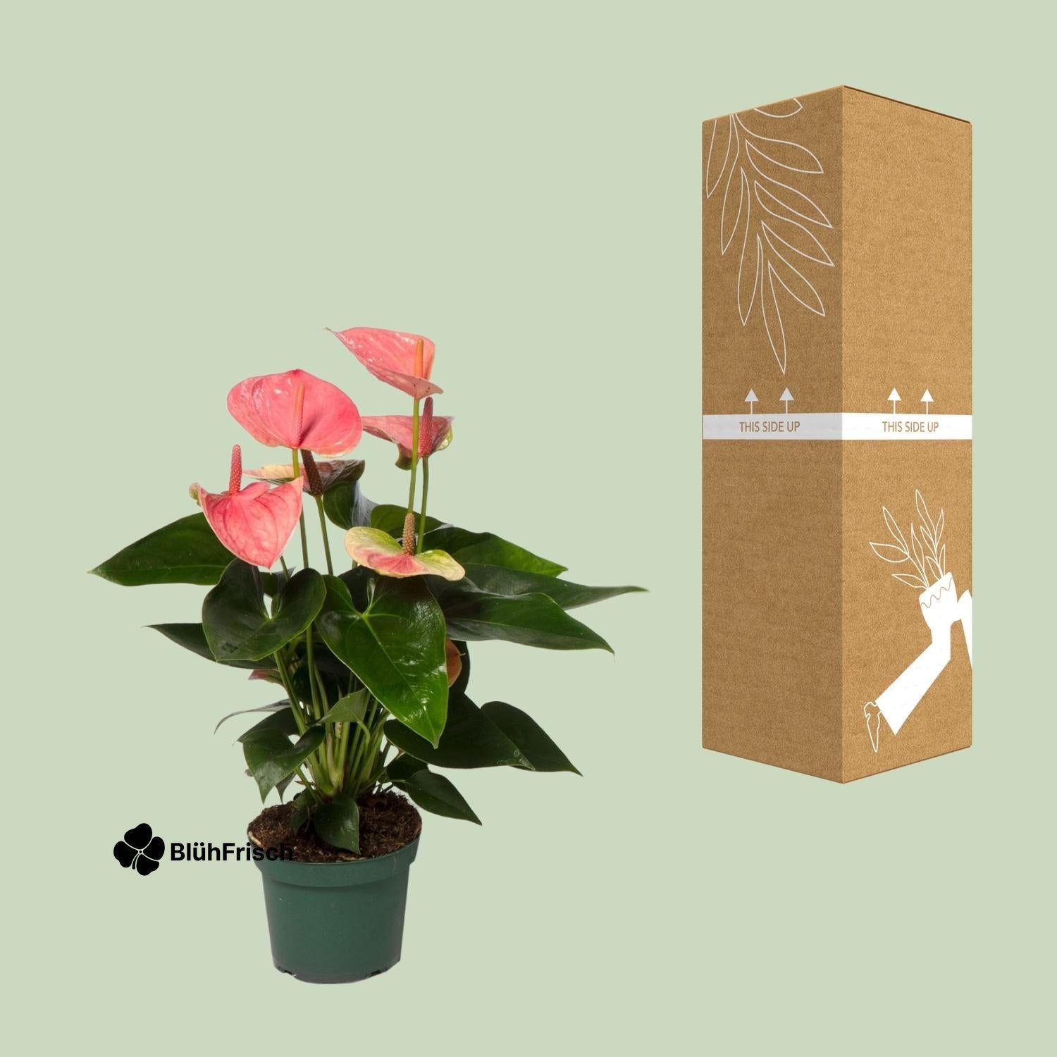 Anthurium Sweet Dream - Ø12cm - ↕35cm