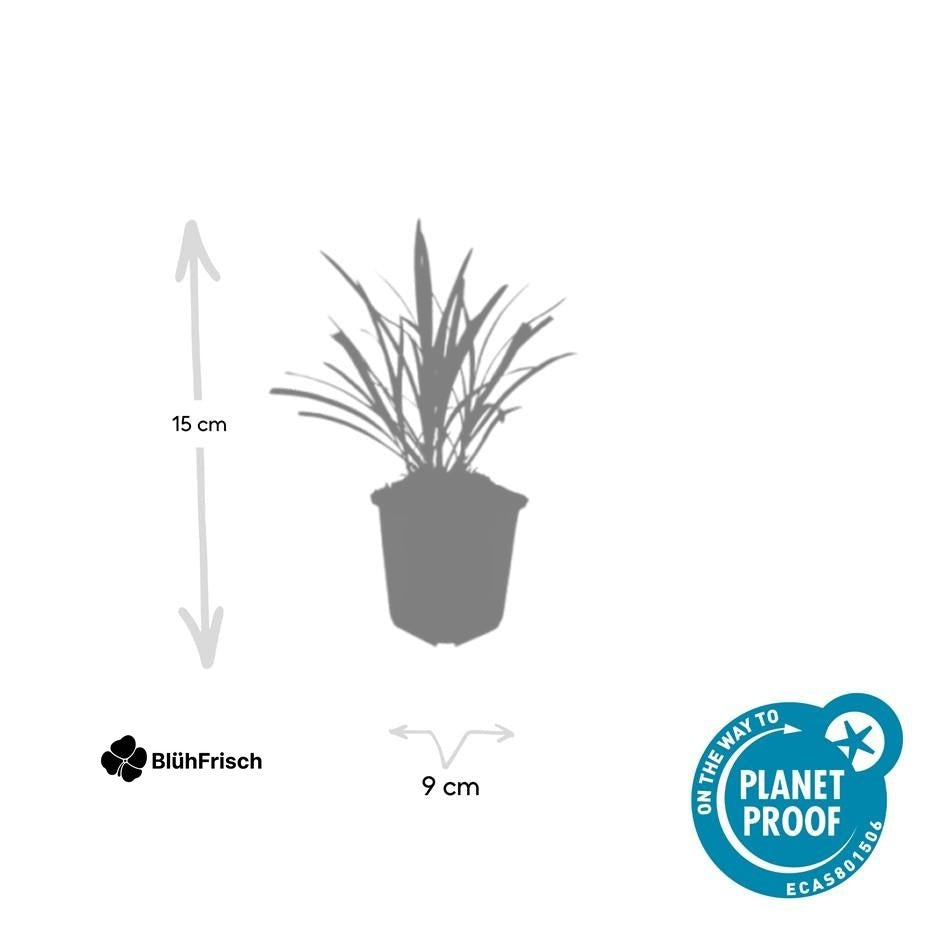 24x Liriope muscari 'Ingwersen' - ↕10-25cm - Ø9cm