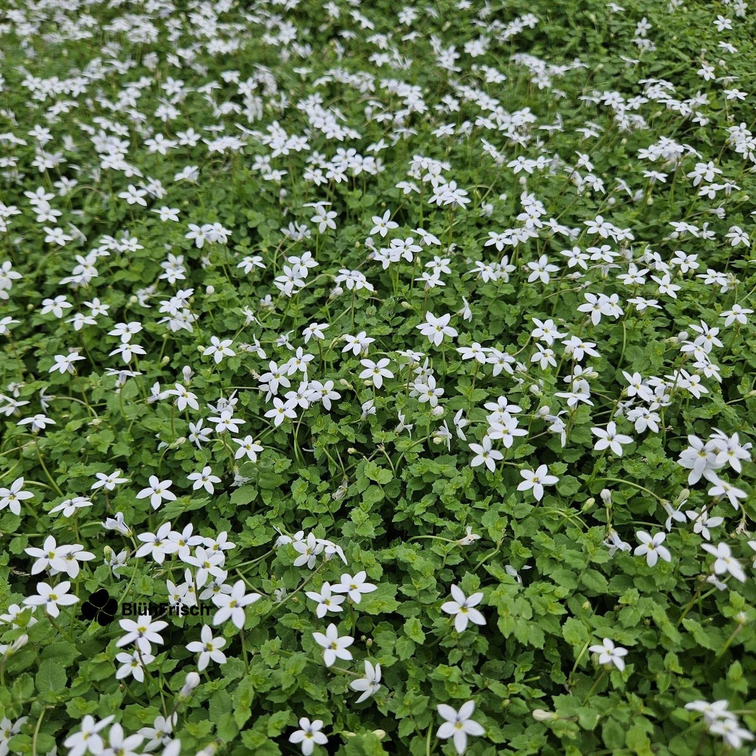 48x Isotoma fluviatilis 'Alba'- ↕10-25cm - Ø9cm
