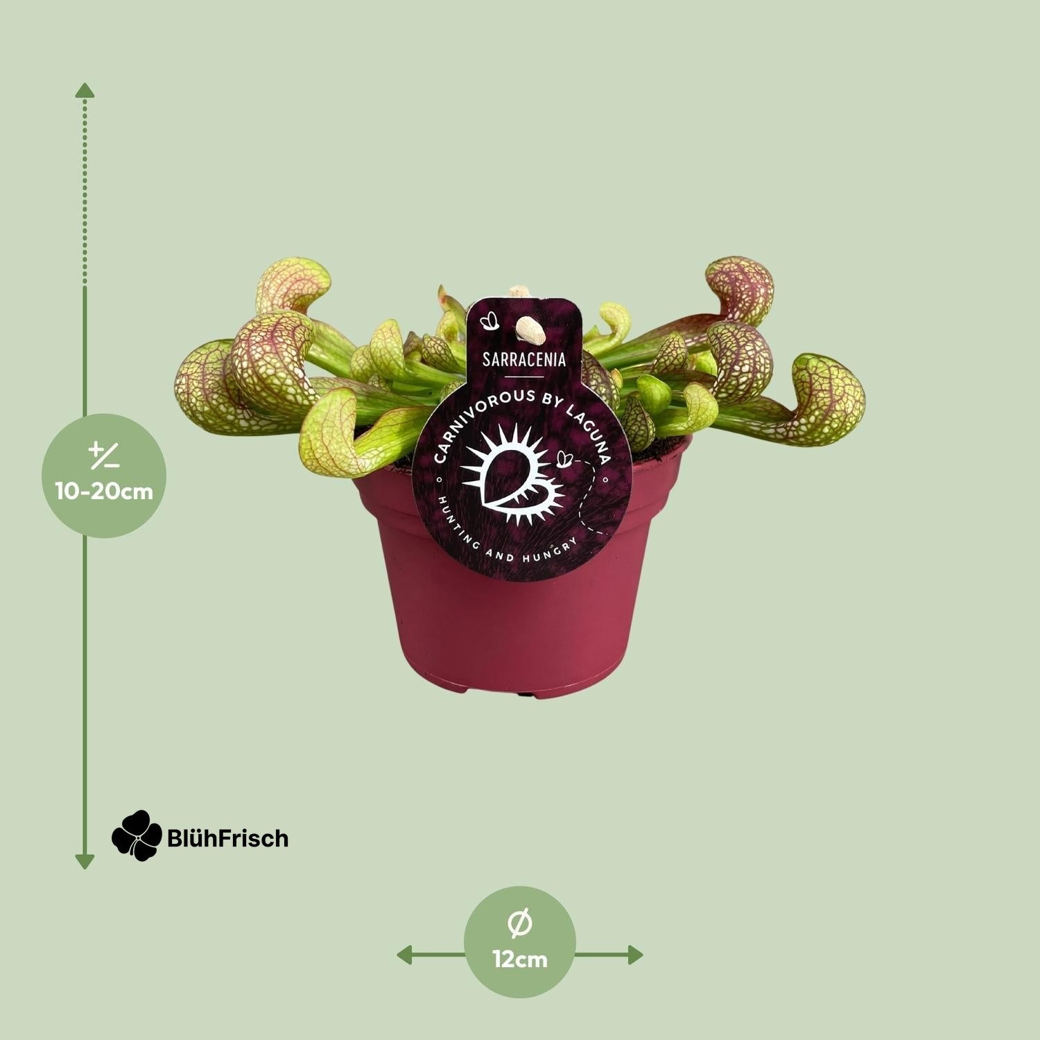 Sarracenia Psittacina - Ø12cm - ↕13cm