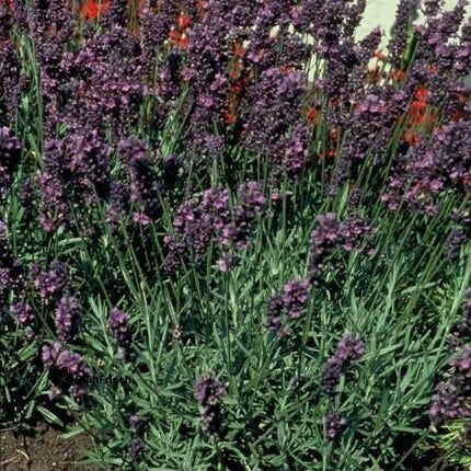 48x Lavandula ang. 'Munstead' - ↕10-25cm - Ø9cm