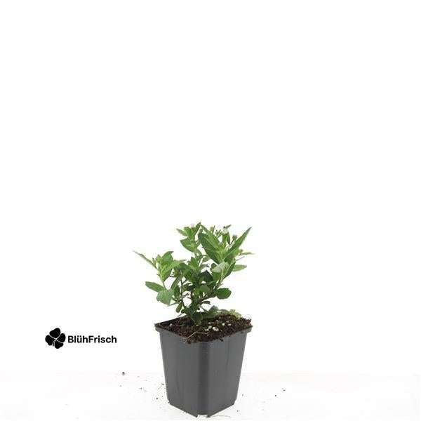 24x Aster ageratoides 'Stardust' - ↕10-25cm - Ø9cm