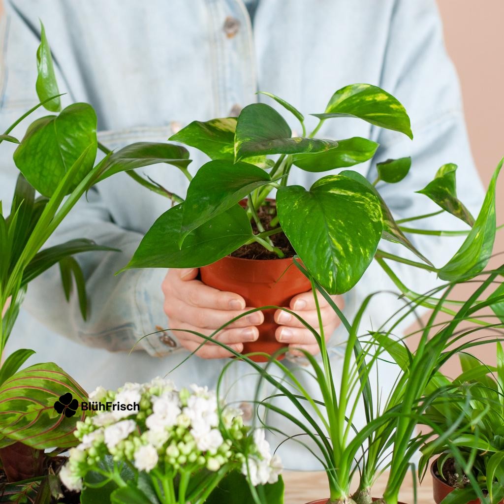 Green Misfitbox: Zimmerpflanzen 12er Set - inkl. 12 x Topf Lissabon schwarz