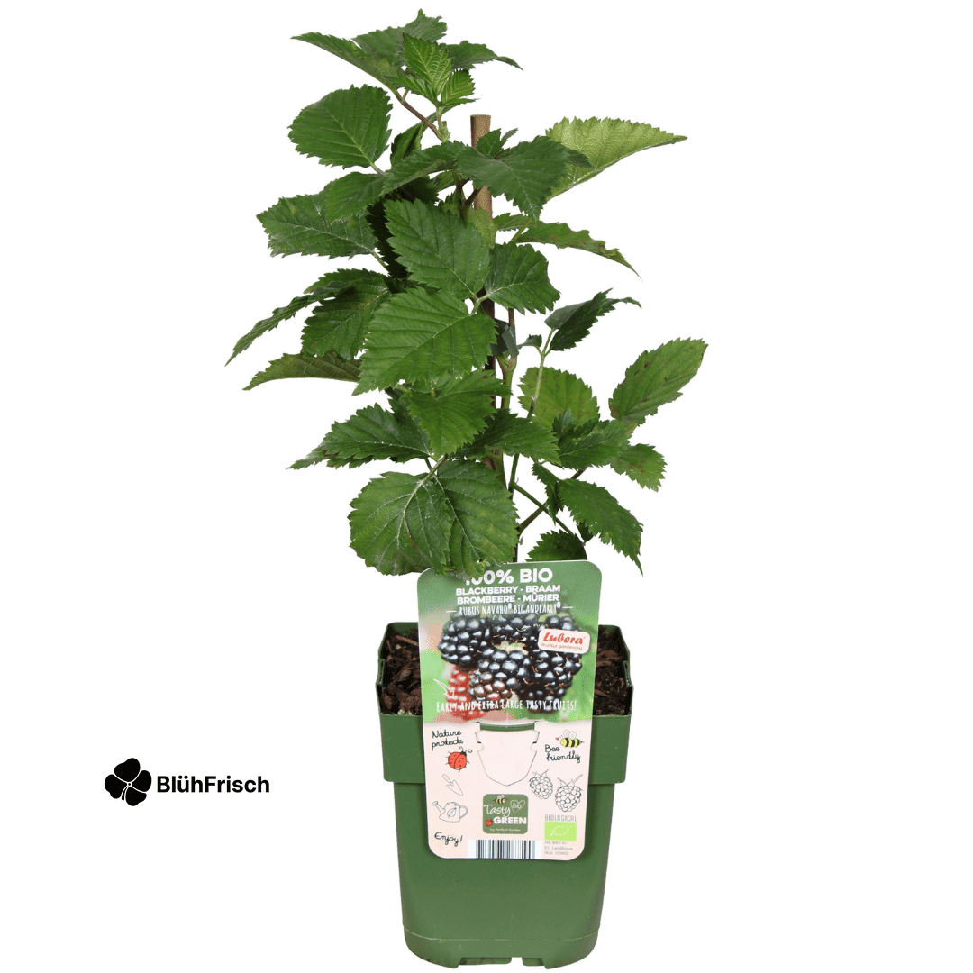 „Früchteparadies“ BIO Obstpflanzen-Mix – Set mit 4 verschiedenen Sorten