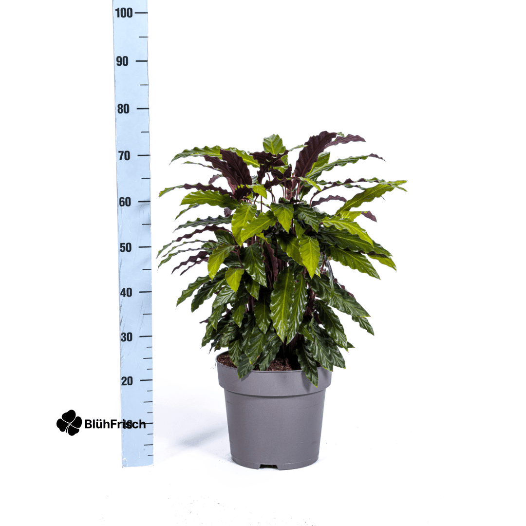 Calathea Rufibarba Ø27cm - ↕60 - 80cm