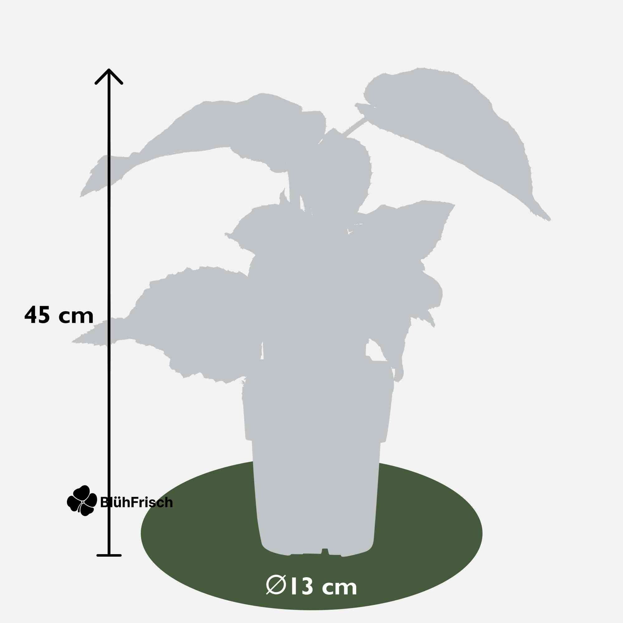 Actinidia delciosioa 'Jenny' - Kiwi - Ø13cm - ↕45cm