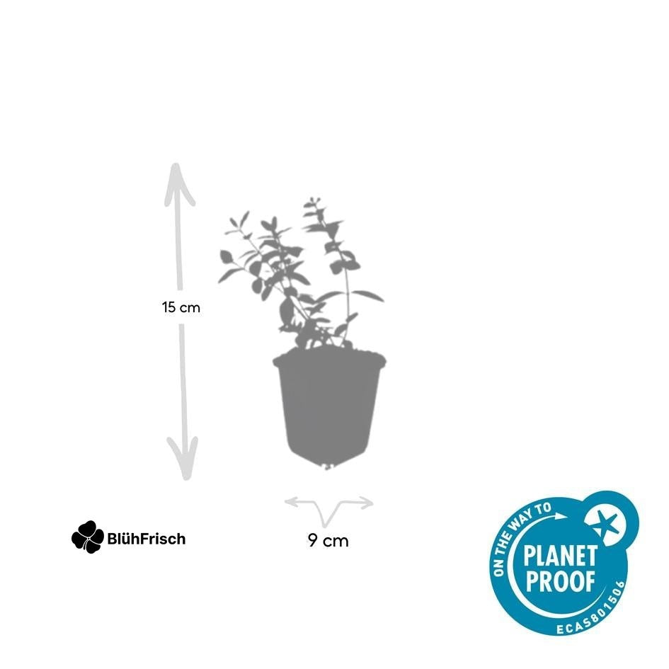 48x Hypericum dummeri 'Peter Dummer' - ↕10-25cm - Ø9cm