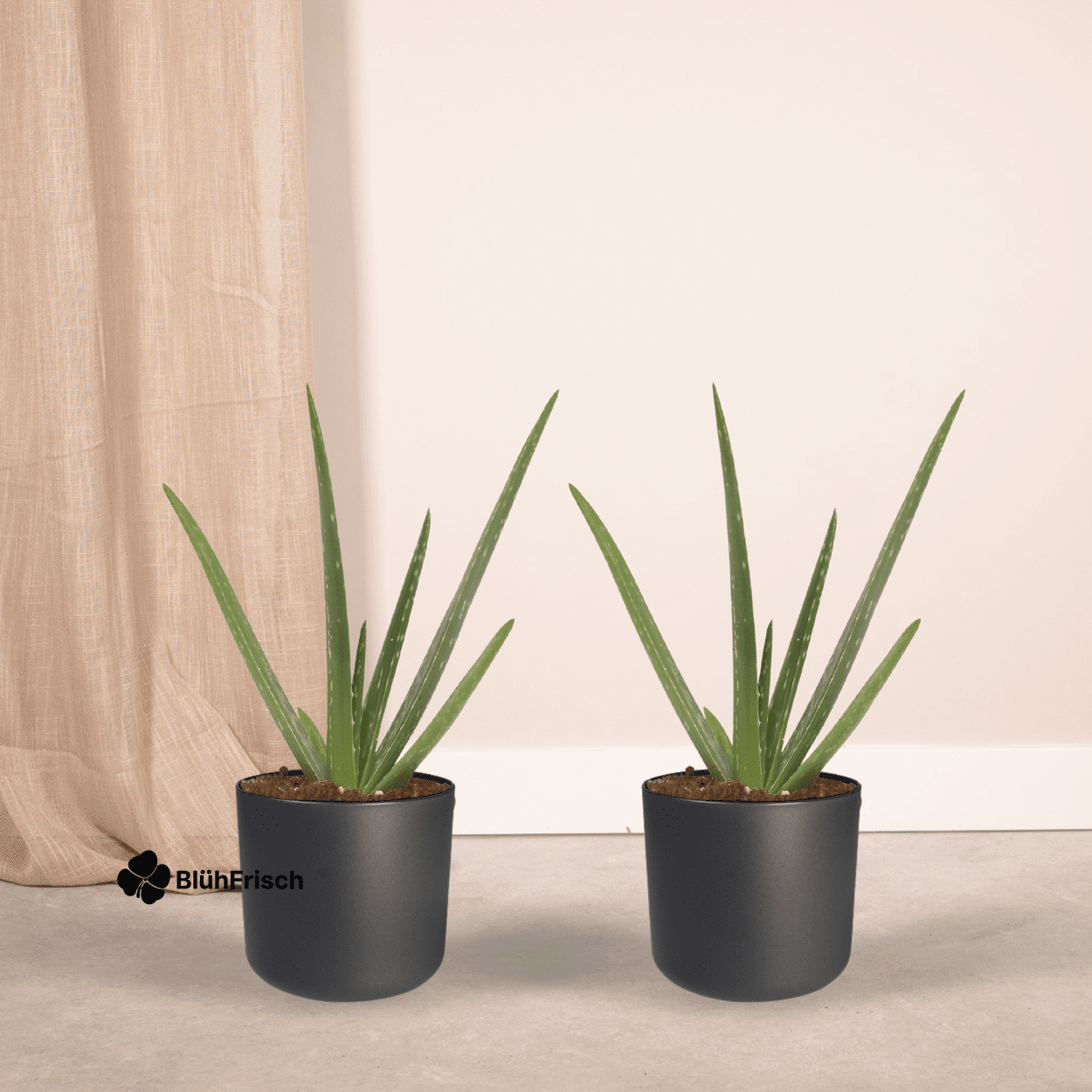 2x Aloe Vera - Sukkulente - 40cm - ø12