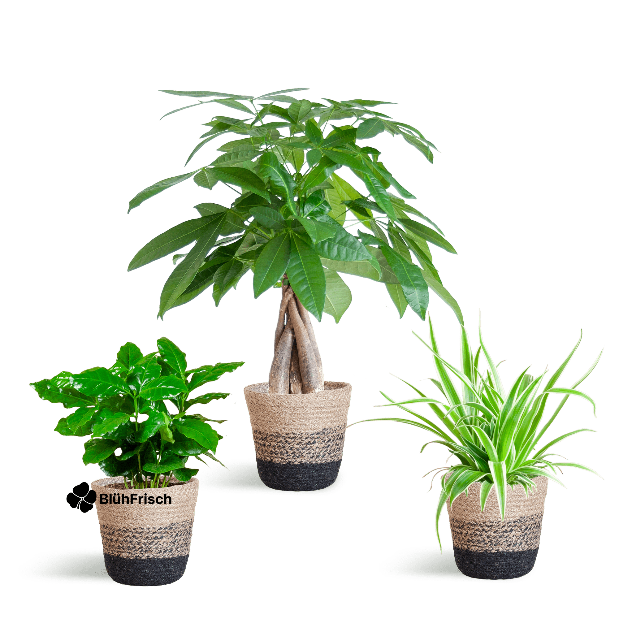 Tierfreundlicher Pflanzenkasten - klein - mit Korb Lissabon schwarz - Ø12