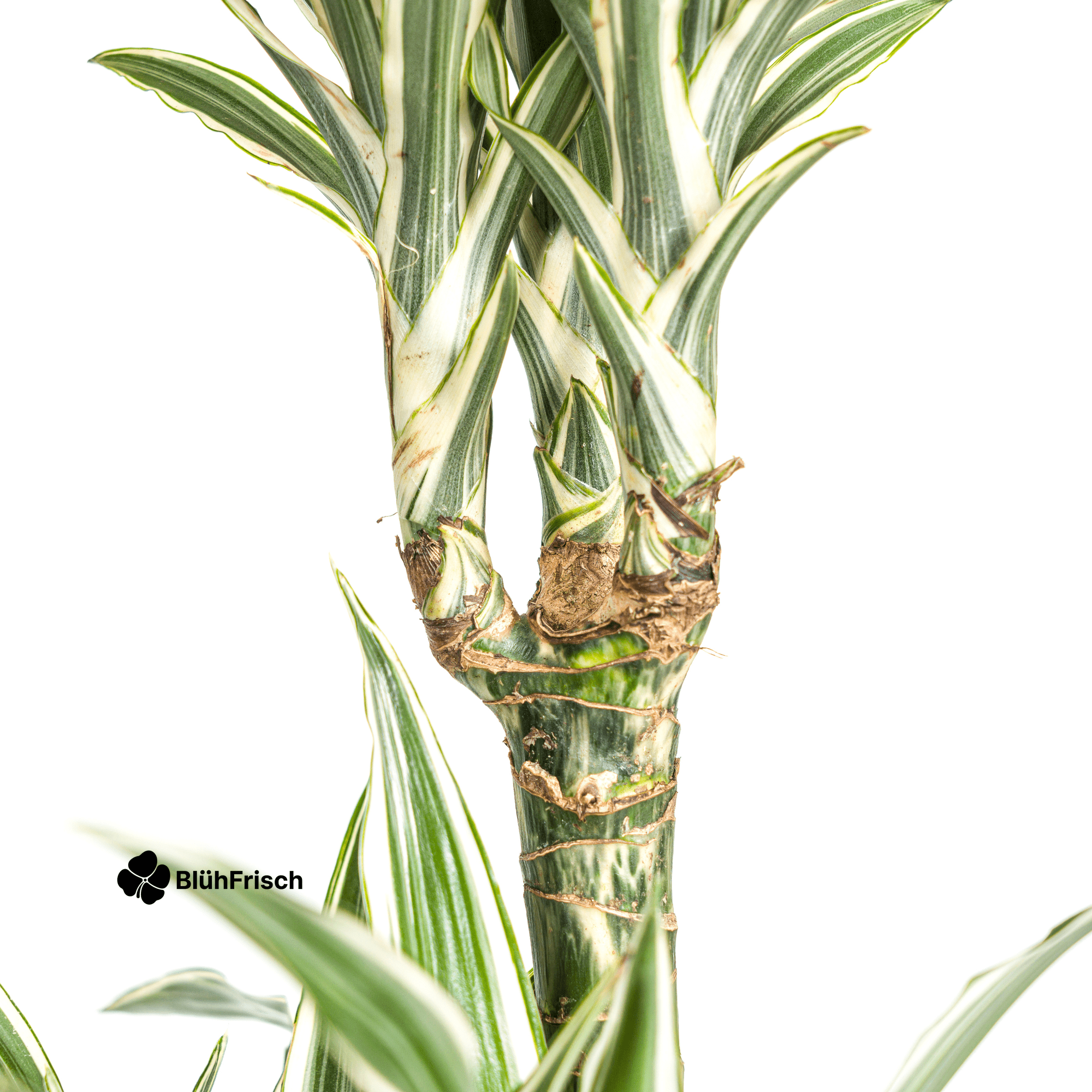 Dracaena Deremensis White Stripe mit Korb 130 - 150cm