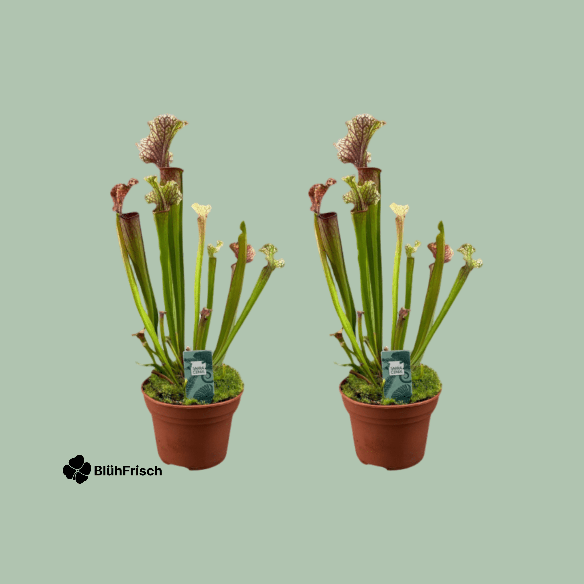 Sarracenia Judith Hindle Schlauchpflanze - 2 Stücke - Ø12cm - ↕30cm