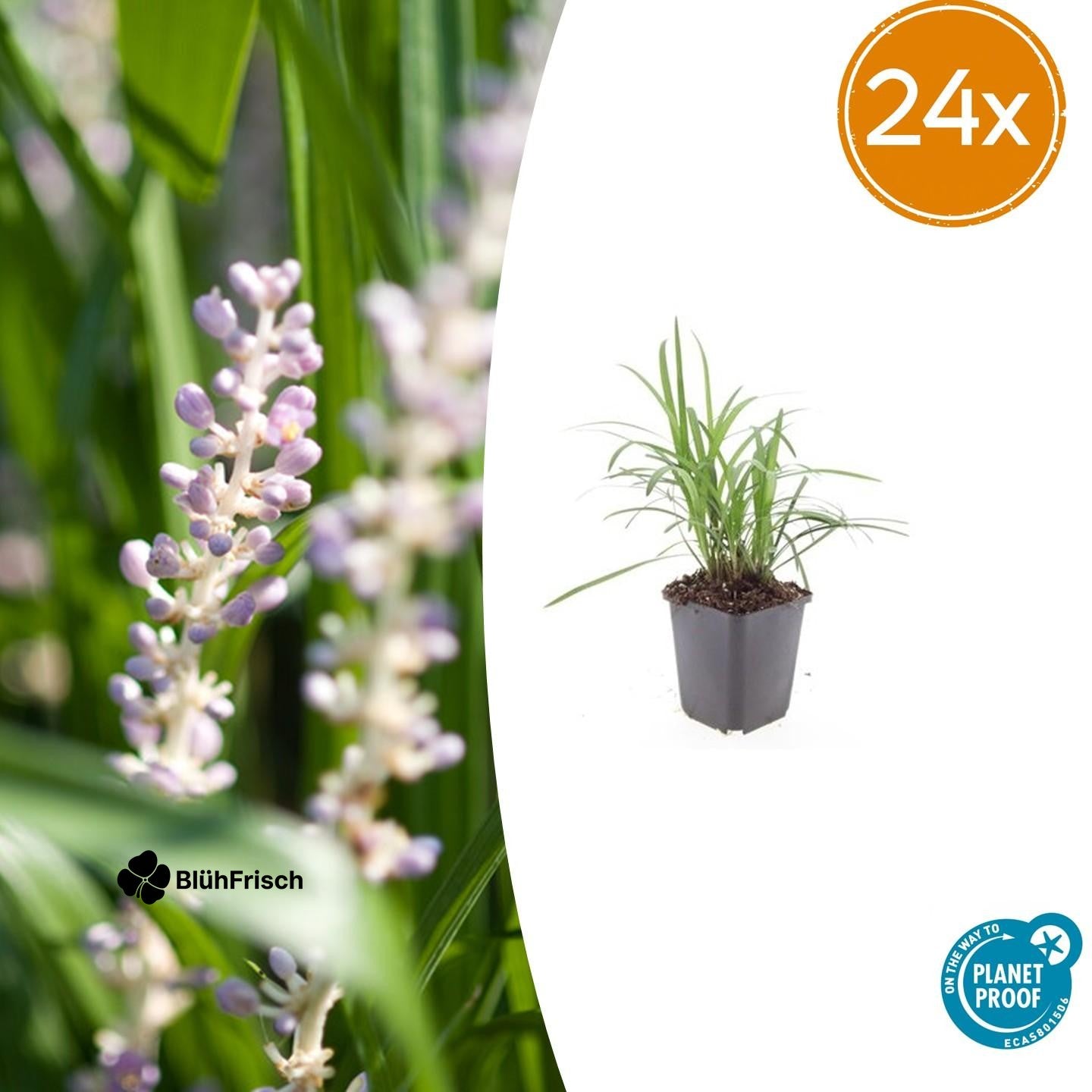 24x Liriope muscari 'Monroe White' - ↕10-25cm - Ø9cm