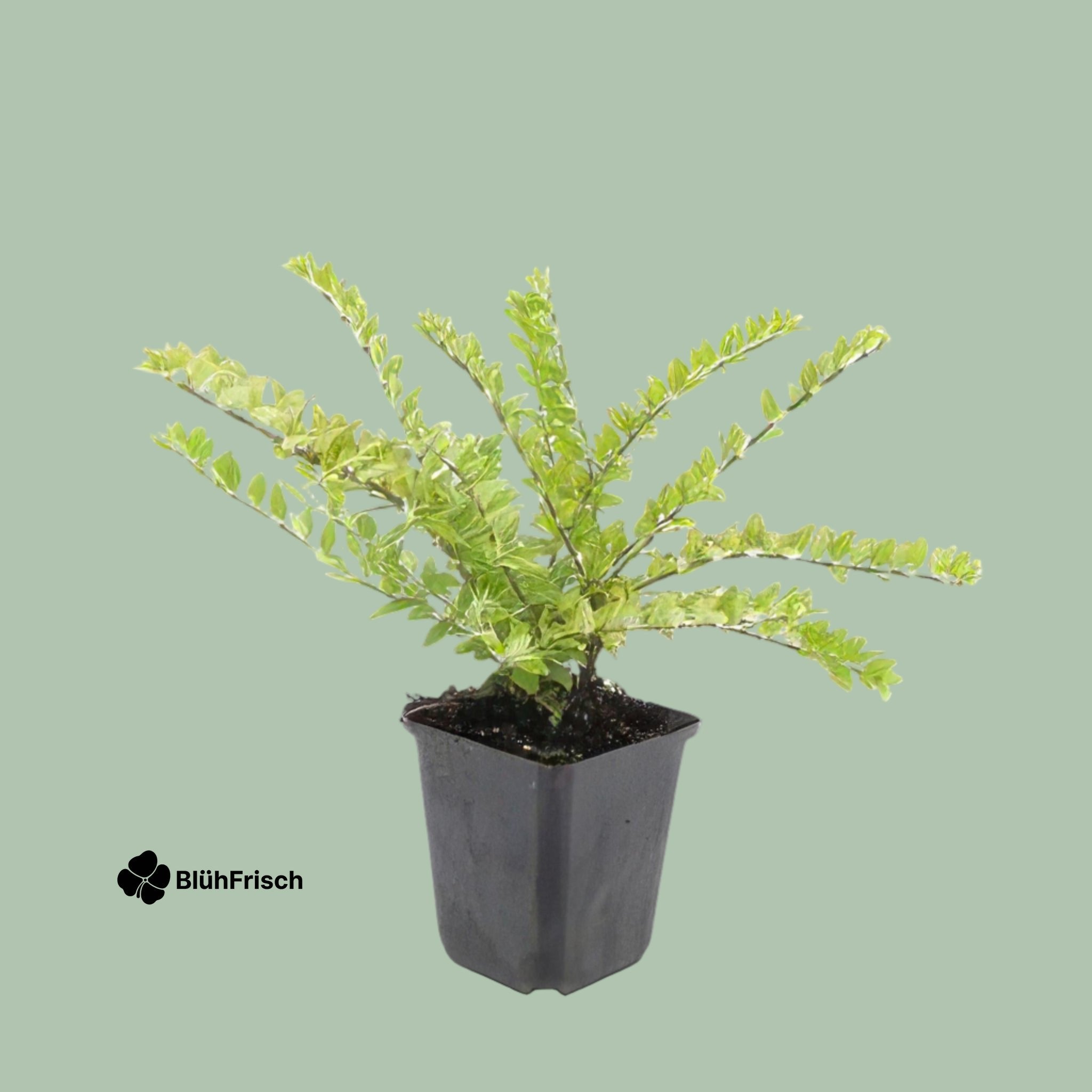 24x Lonicera nit. 'Maigrün' - ↕10-25cm - Ø9cm