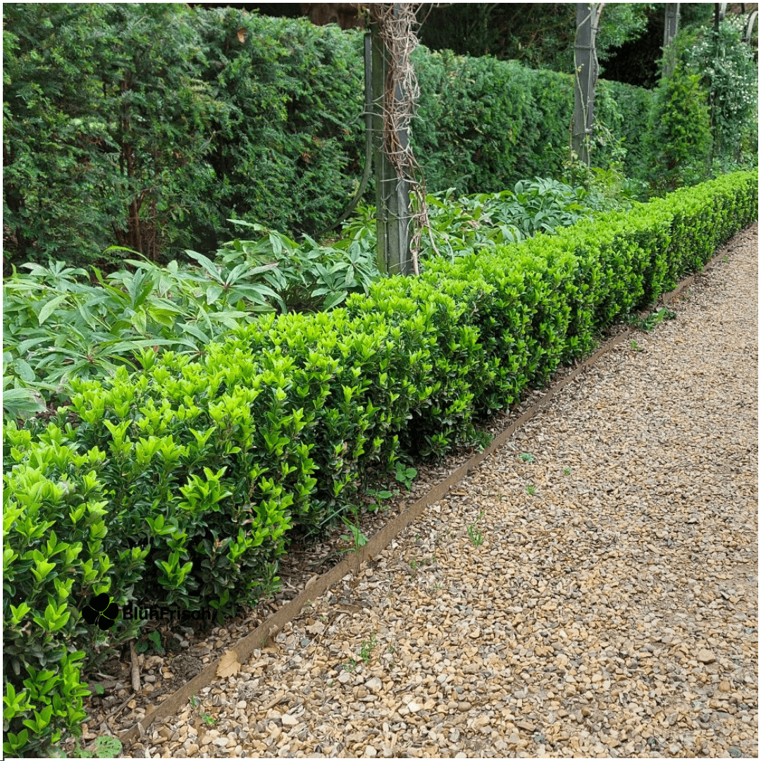 8 x 6er-Pack Euonymus 'Green Spire' – Ø 7 cm – ↨ 15 cm